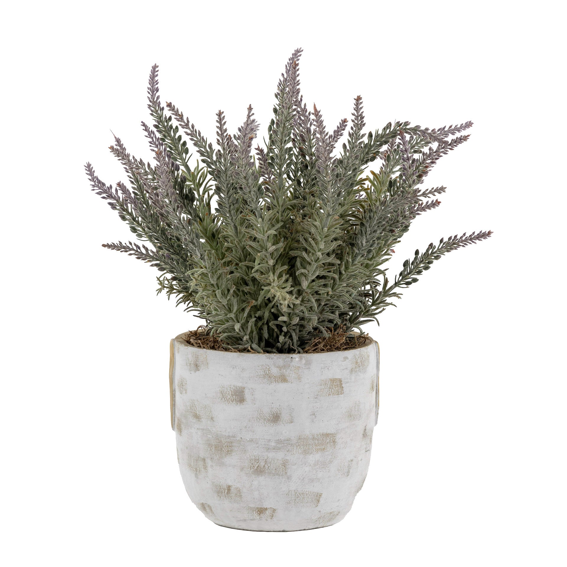 6" Callista Pot with Lavender Arrangement AR1650