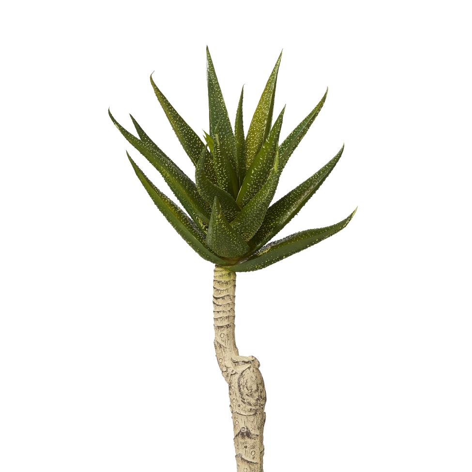 8" Aloe Stem  AV1001