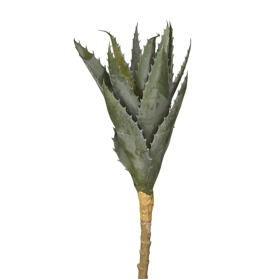 10" Aloe Stem AV1002