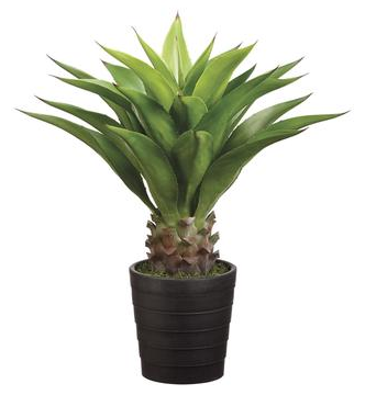 3’ Agave FP1206