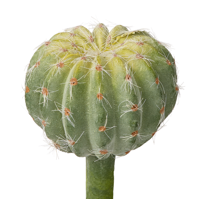 3" Ball Cactus CC1004