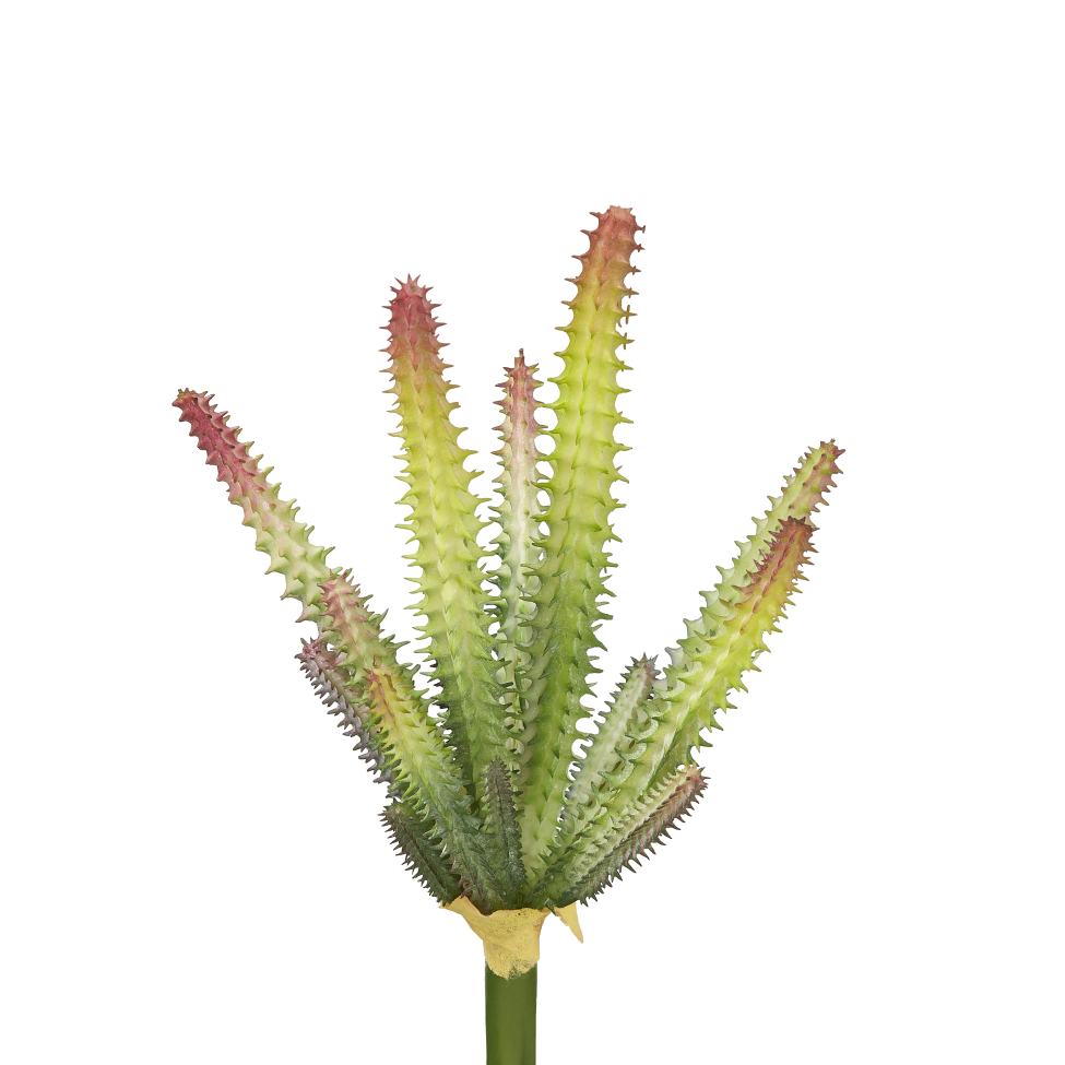 6" Cactus Pick-Red Tips CC1008