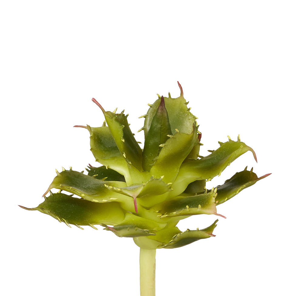 5" Cactus Pick CC1009