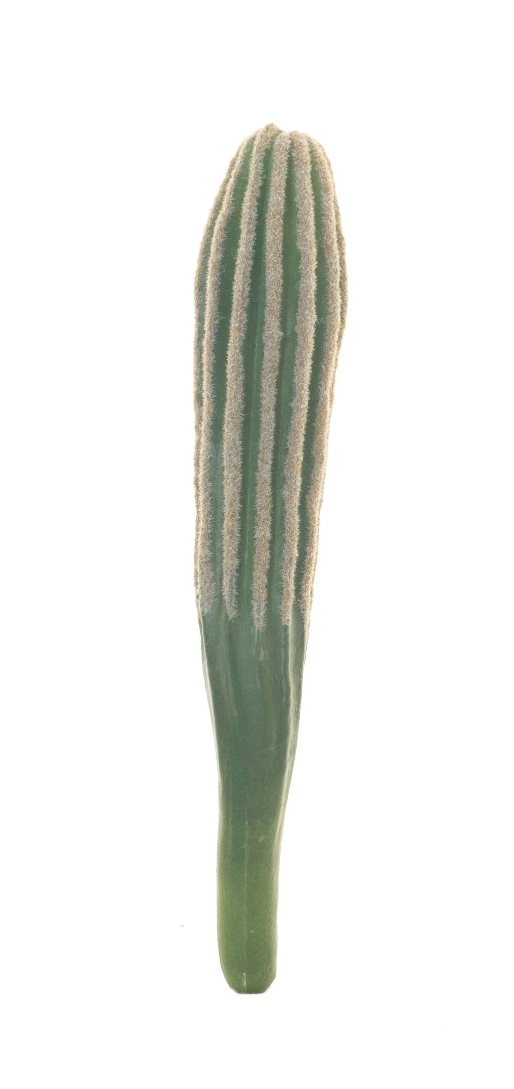 9" Cereus Cactus Stem CC1019