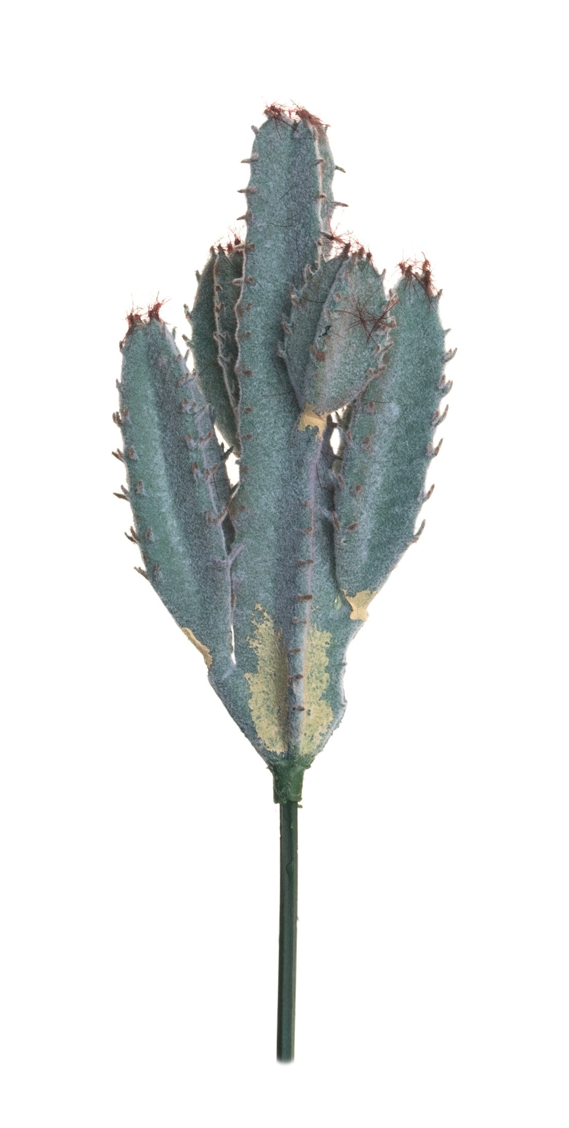 8" Cereus Cactus Stem CC1023