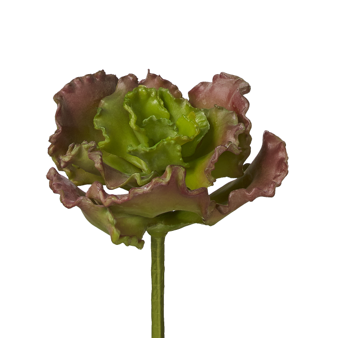 10" Curly Echeveria Stem-Burgundy SF1022