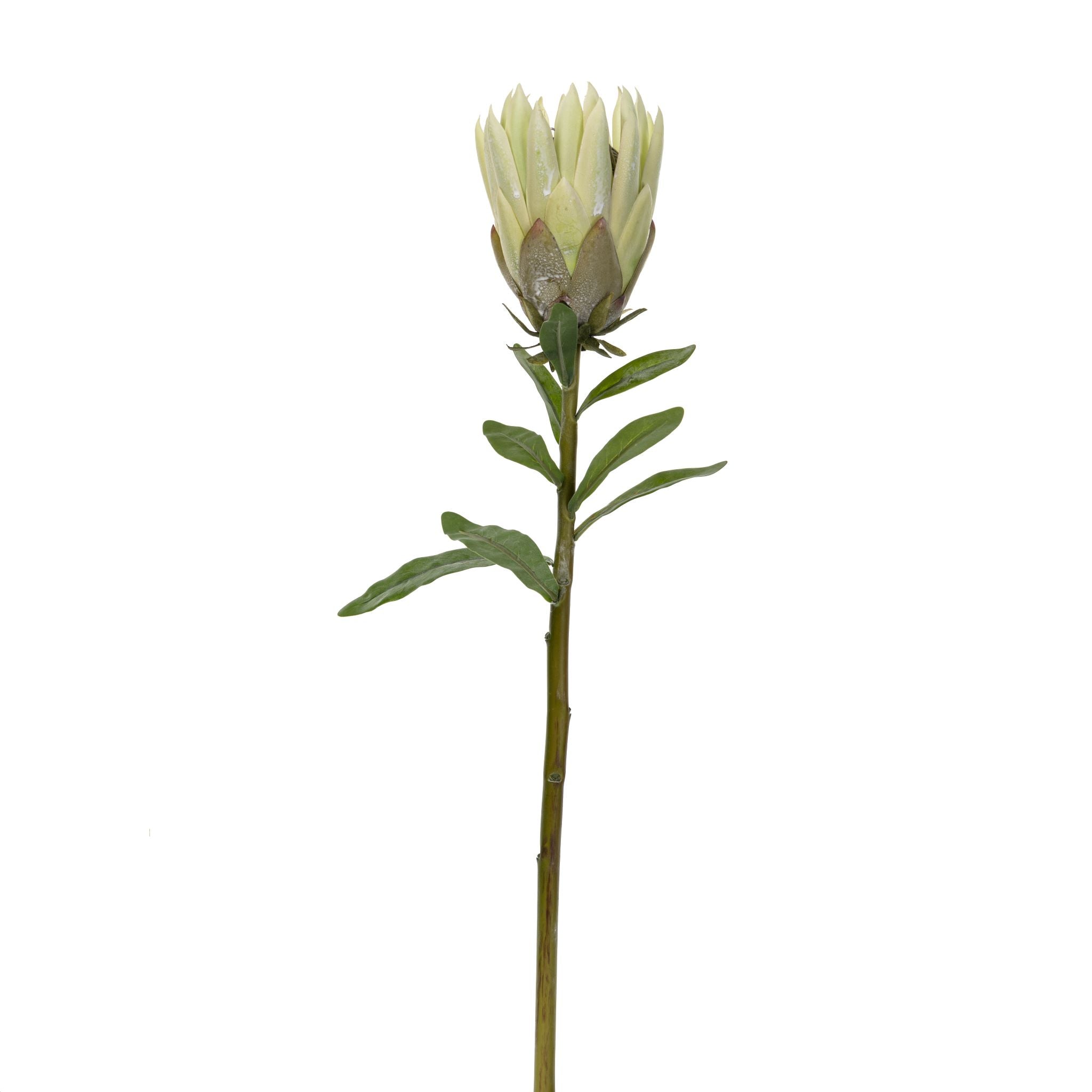 26" King Protea Green FL1044