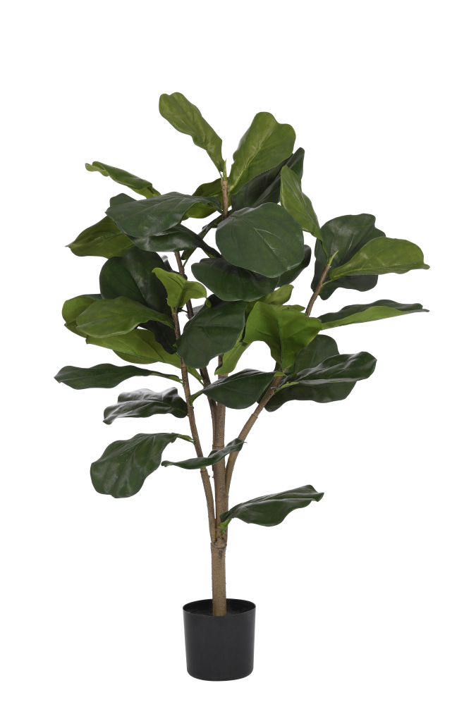 3 stem fiddle leaf fig 3' Fiddle Leaf Fig Tree FP1066