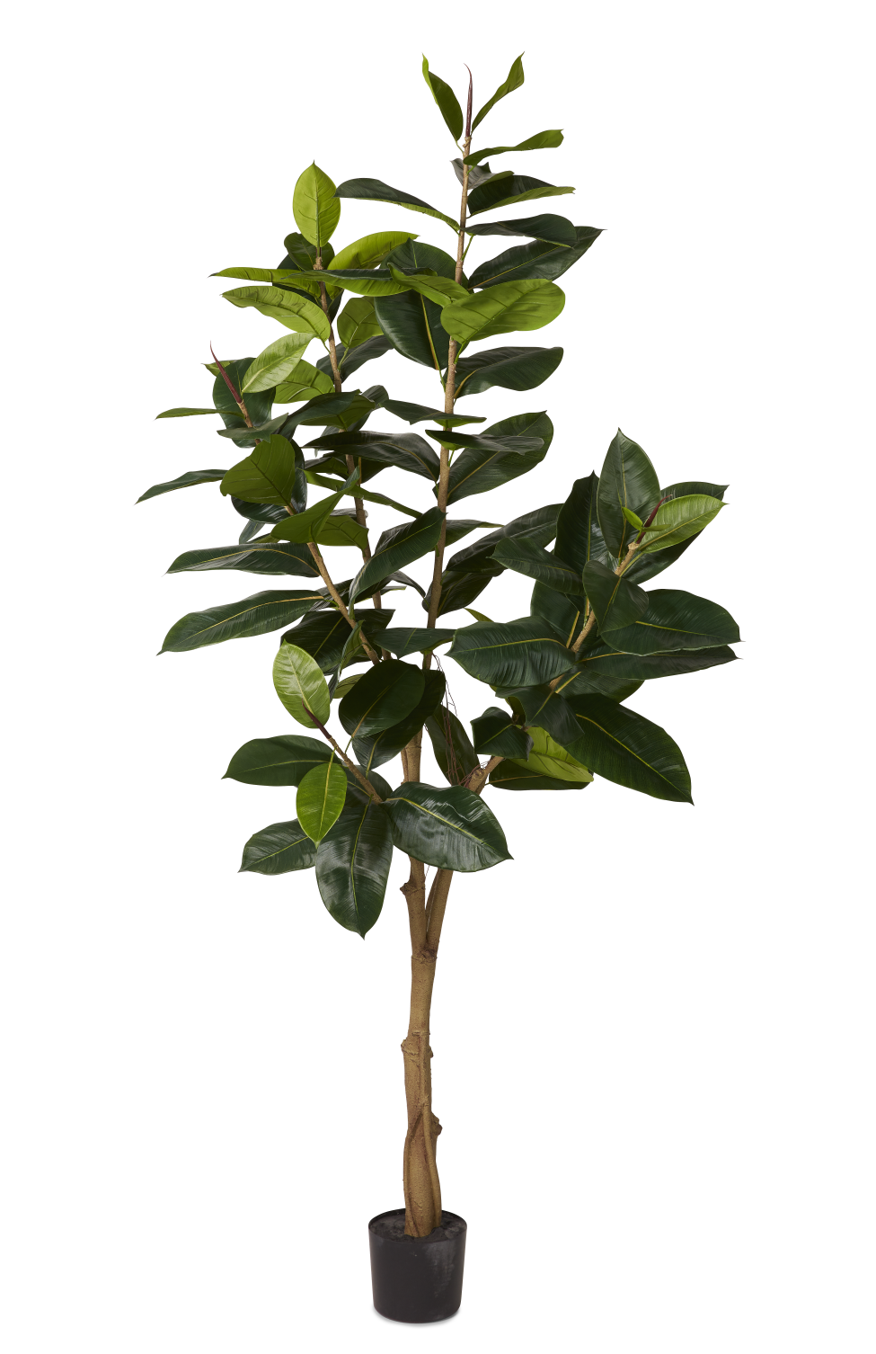 7' Rubber Tree   FP1035