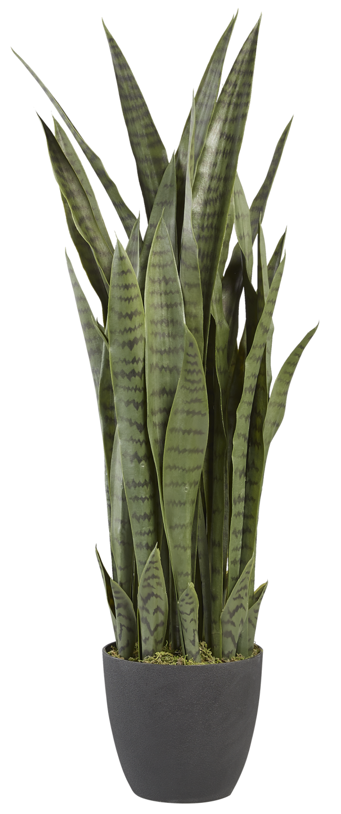 revit family snake plant 3' Snake Plant FP1059