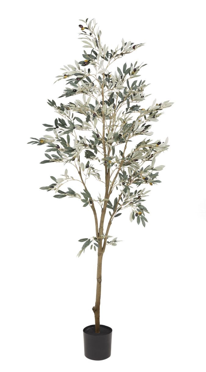 5' Olive Tree FP1064