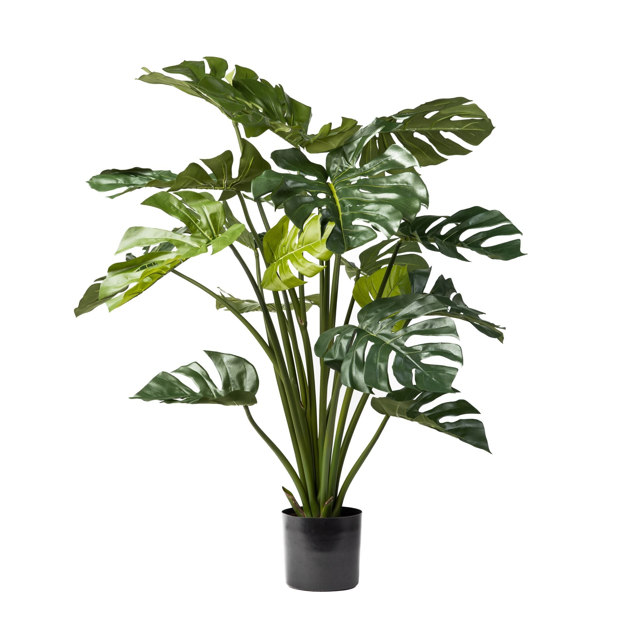 4' Monstera Plant FP1181