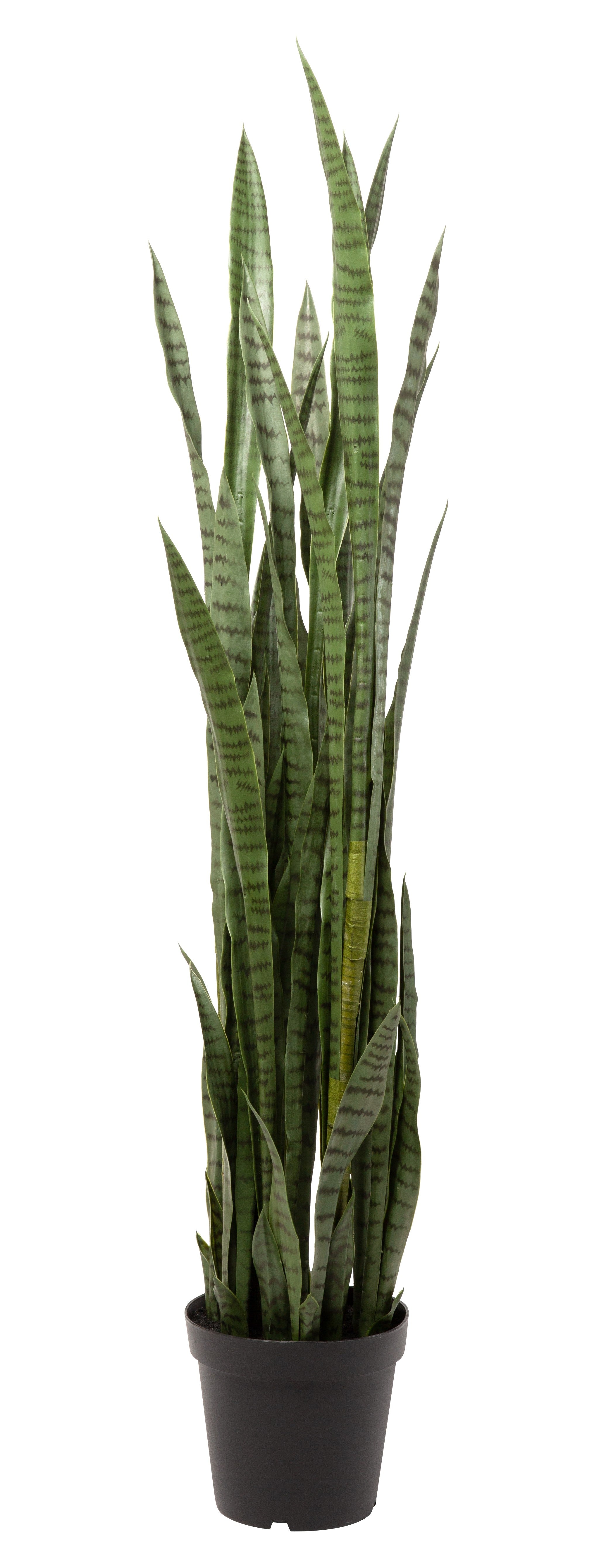 5.5' Snake Plant FP1092