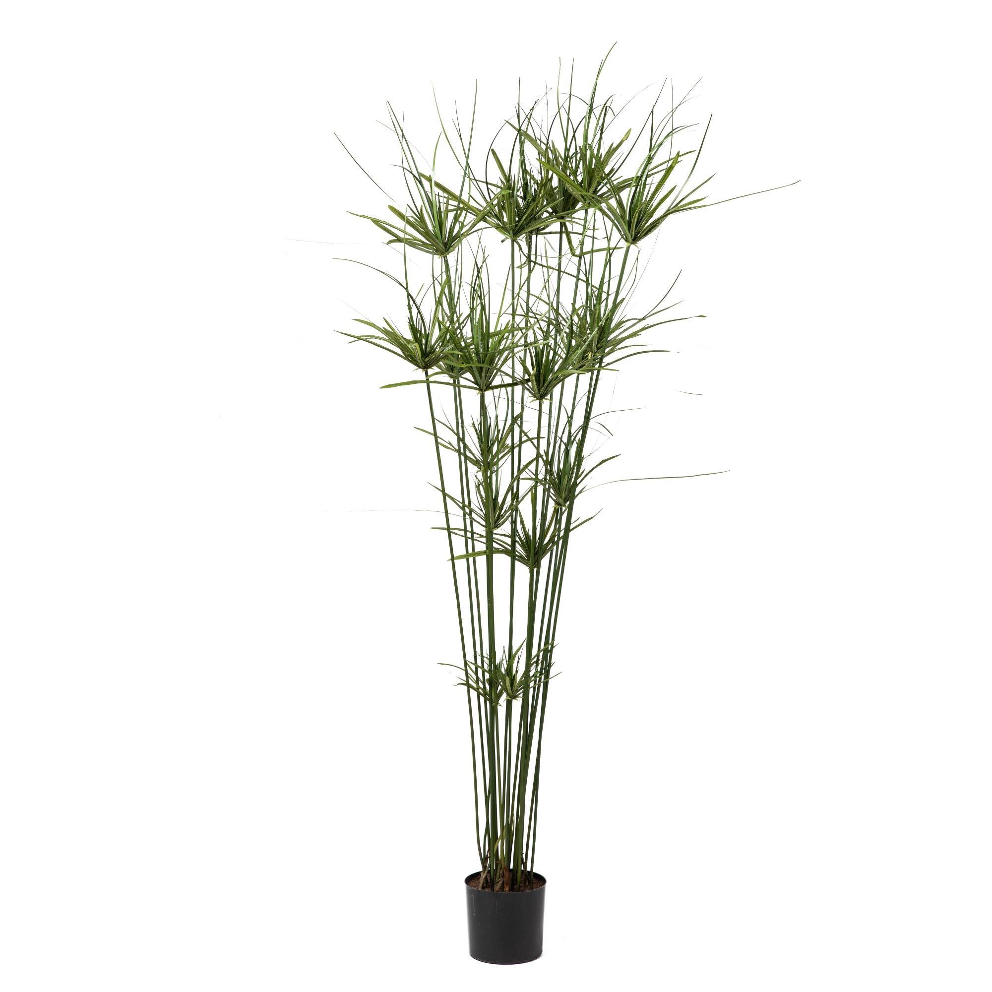 64" Papyrus Grass Tree FP1095