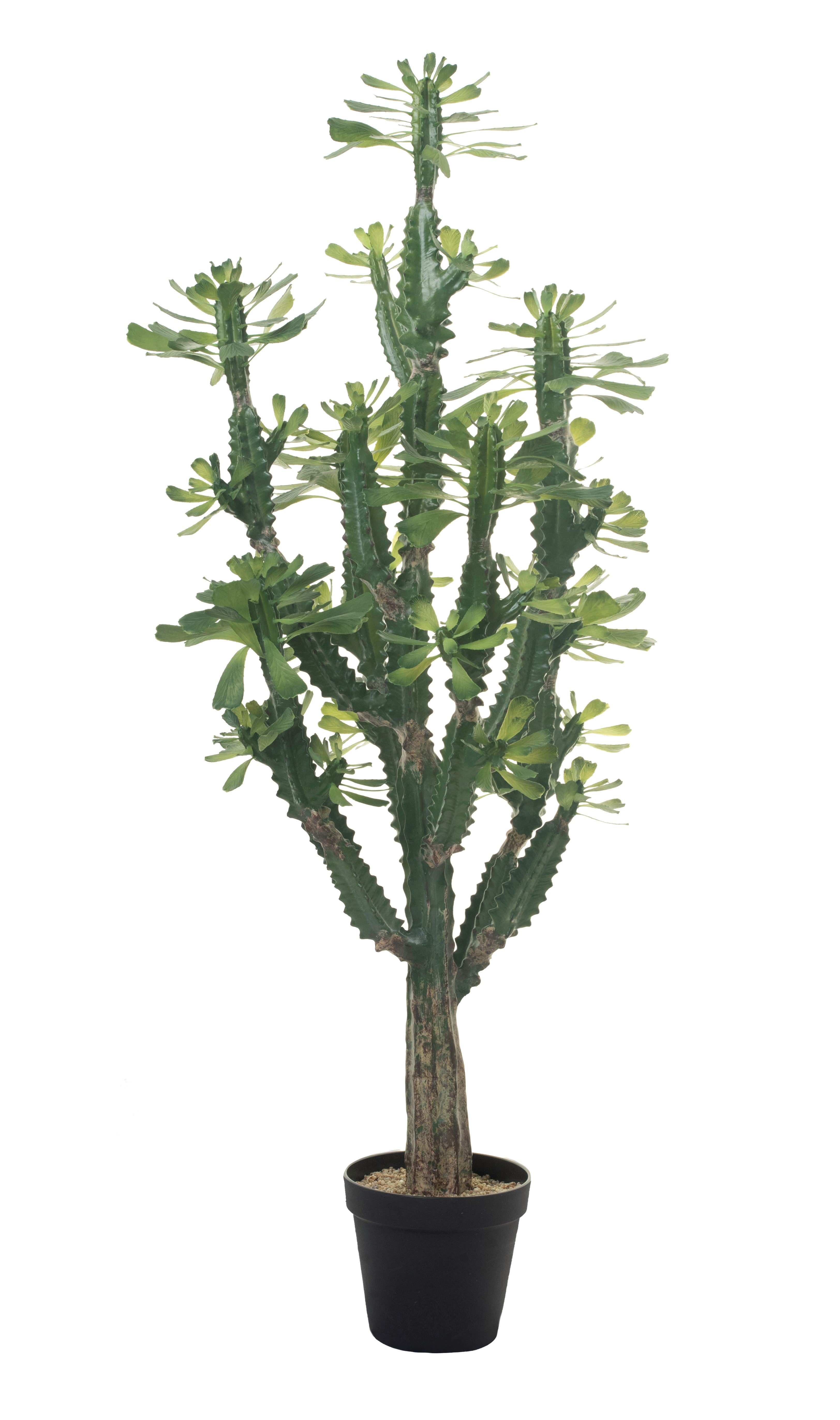 5' Thorny Rudraksha Cactus FP1108UV