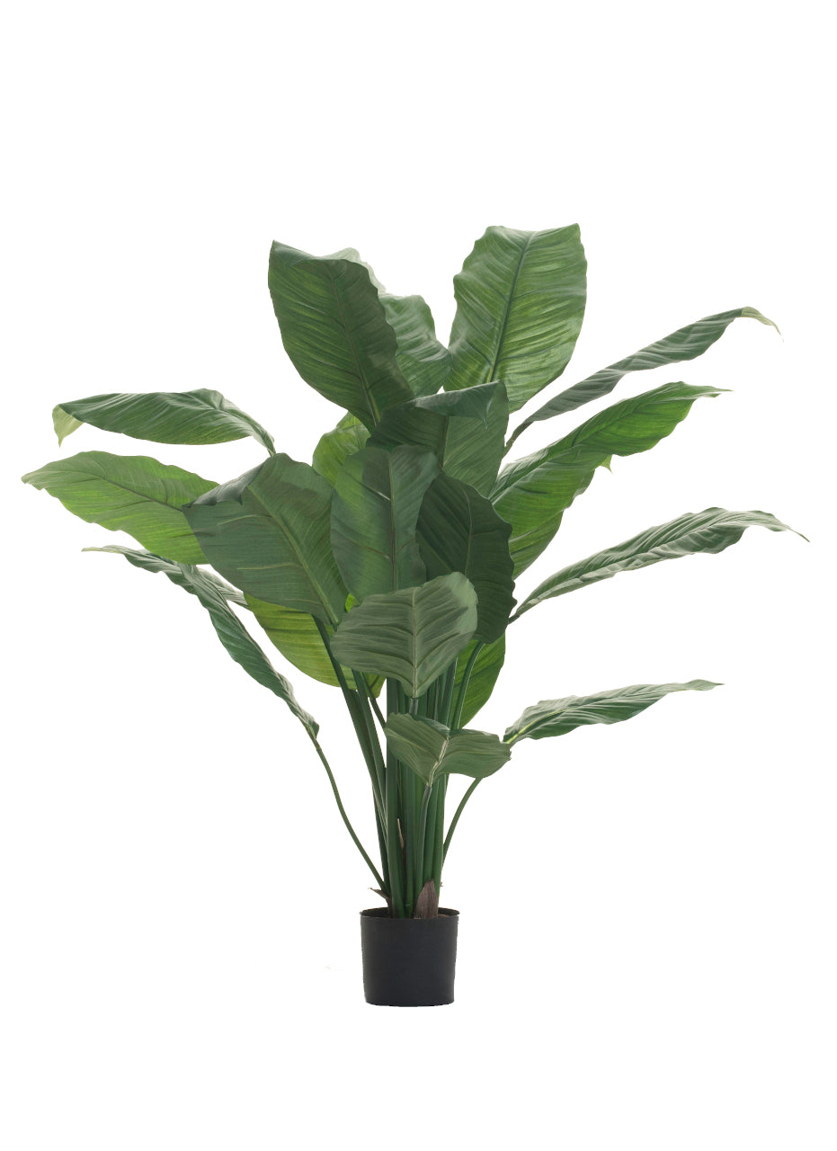 4' King Spathiphyllum FP1110