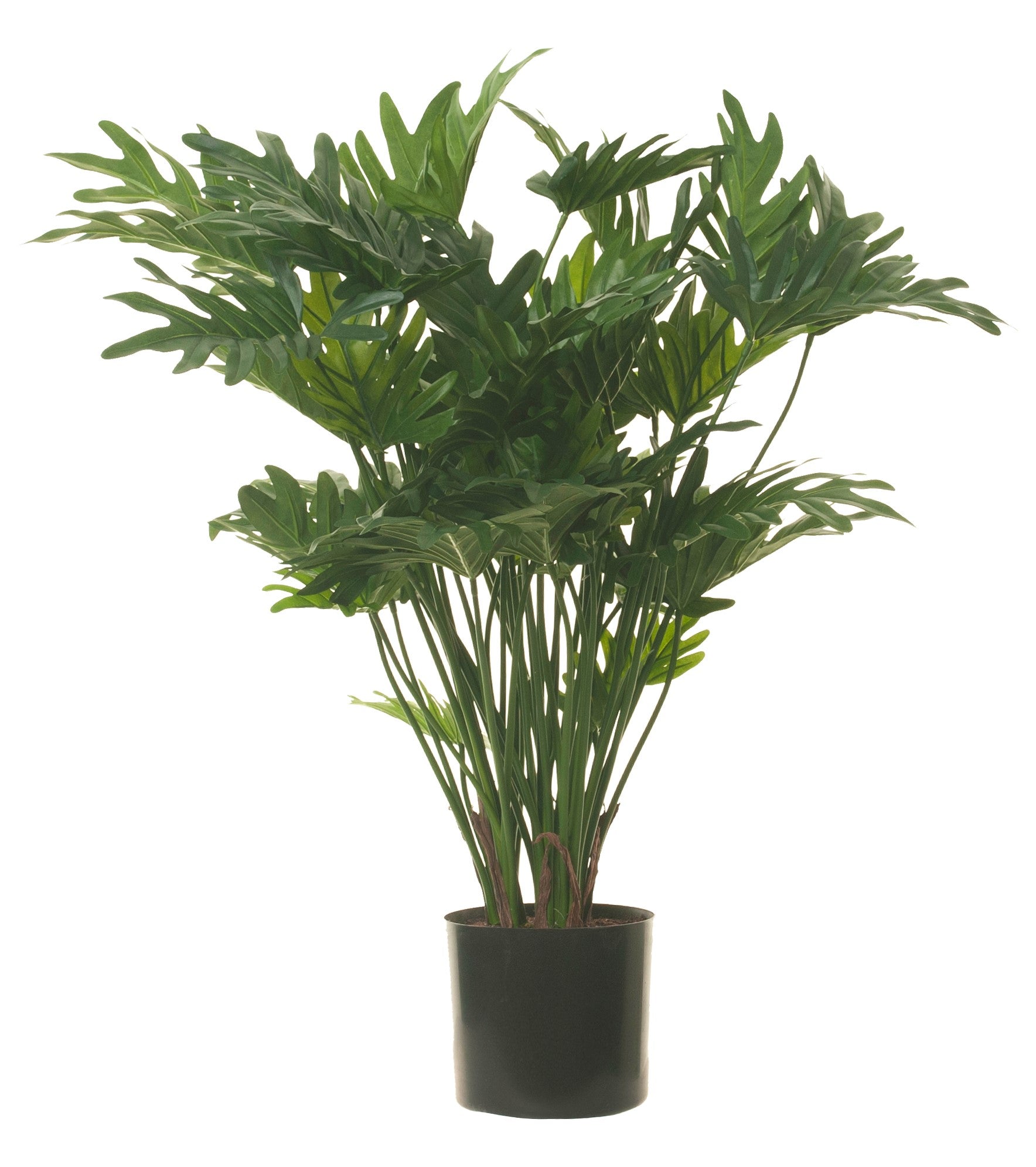 buy philodendron xanadu 34" Philodendron Xanadu FP1112