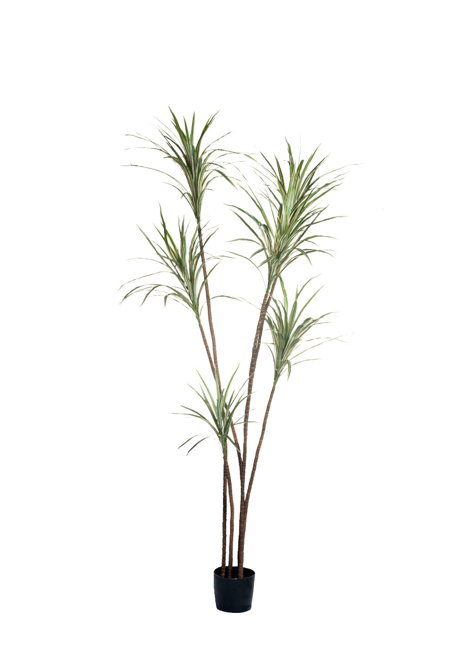 8' Dracaena Marginata with Green/Cream Variegated Leaves    FP1124