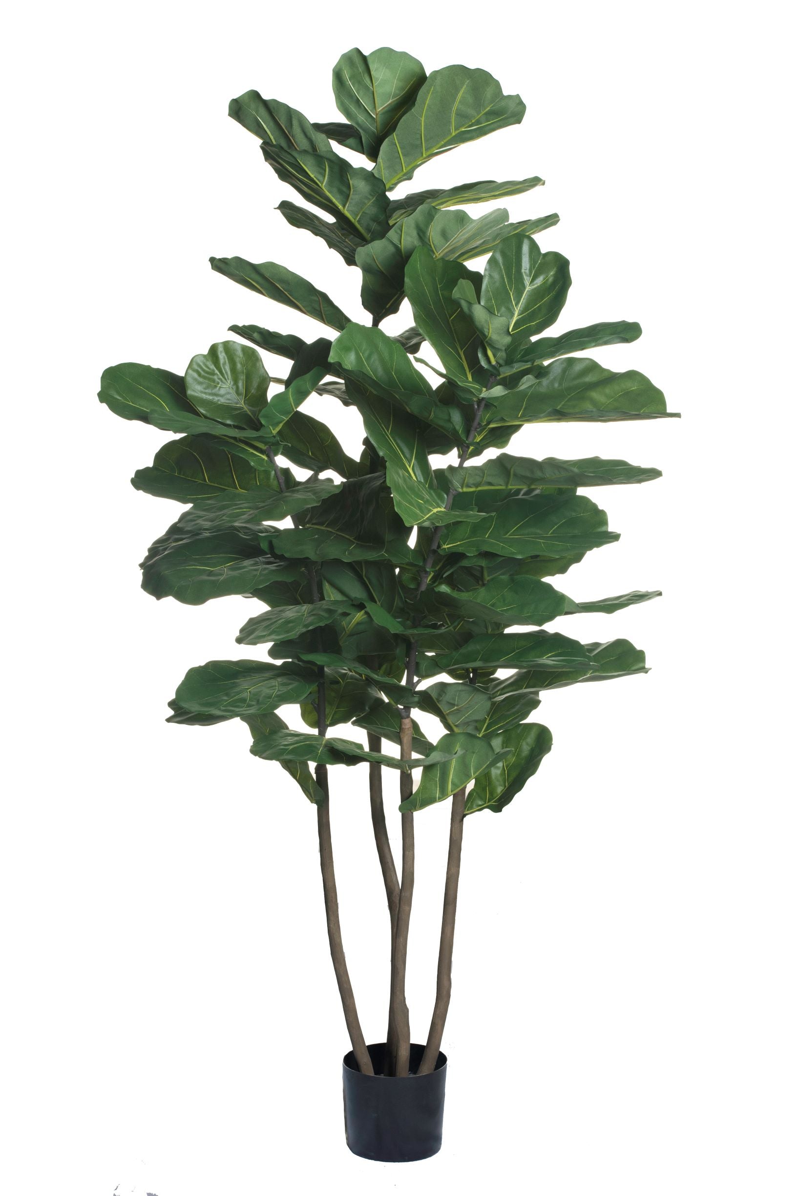 fiddle leaf fig shop 7' Fiddle Leaf Fig Tree FP1125