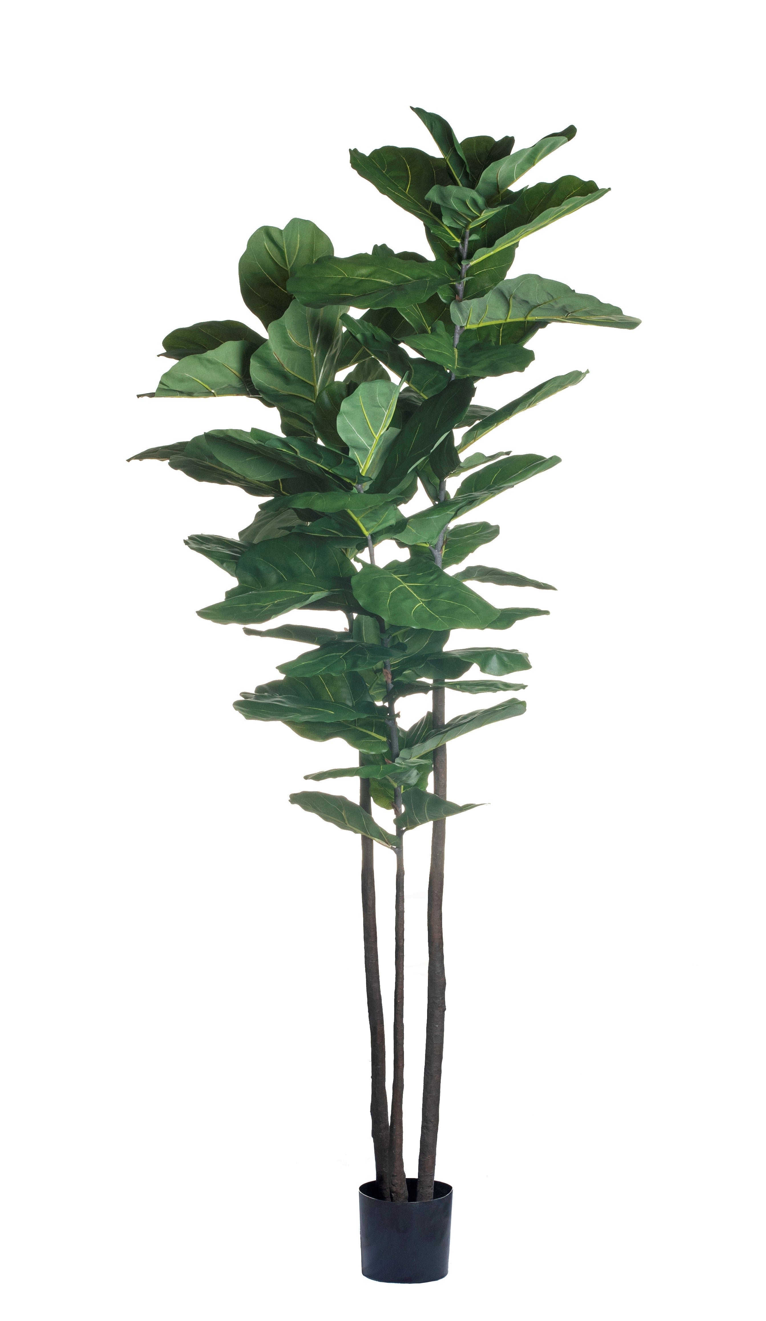 8' Fiddle Leaf Fig Tree    FP1127