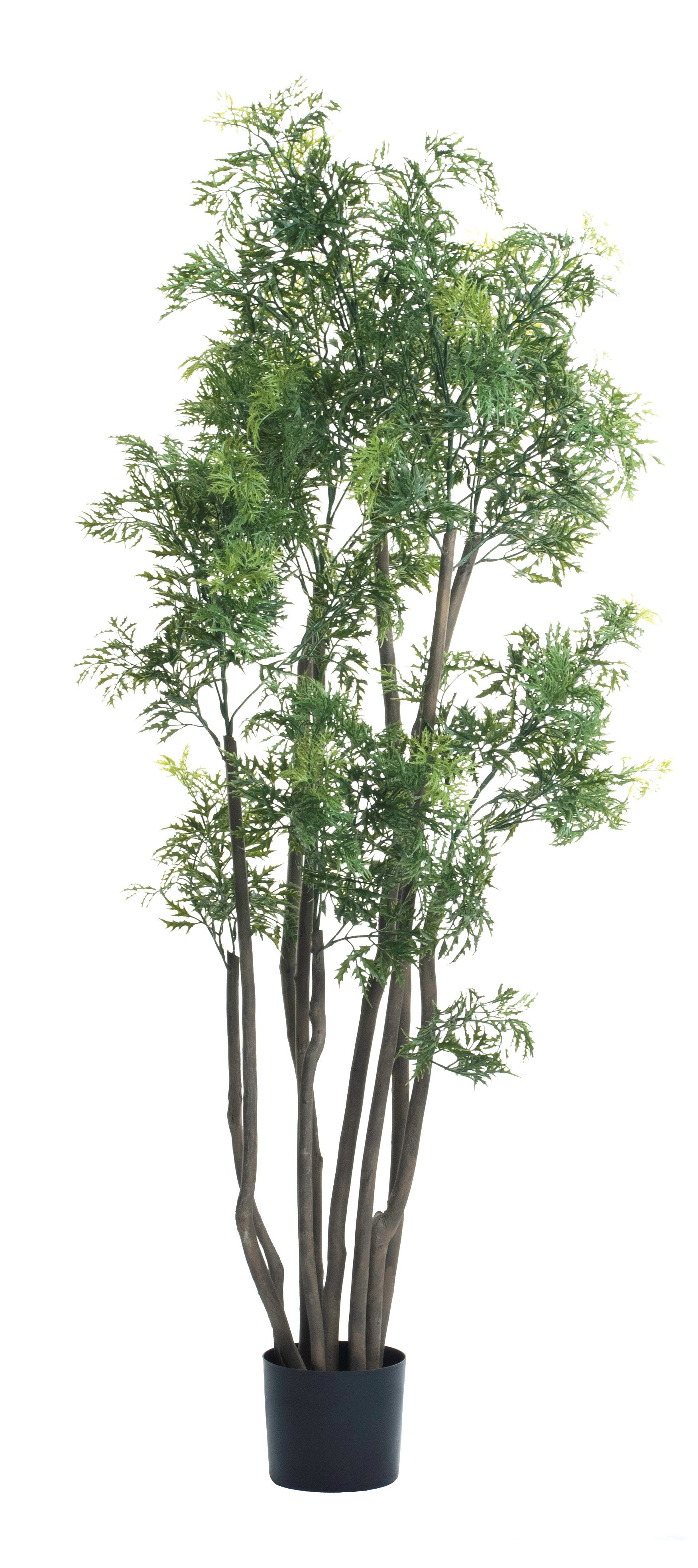 5’ Ming Aralia Tree FP1134