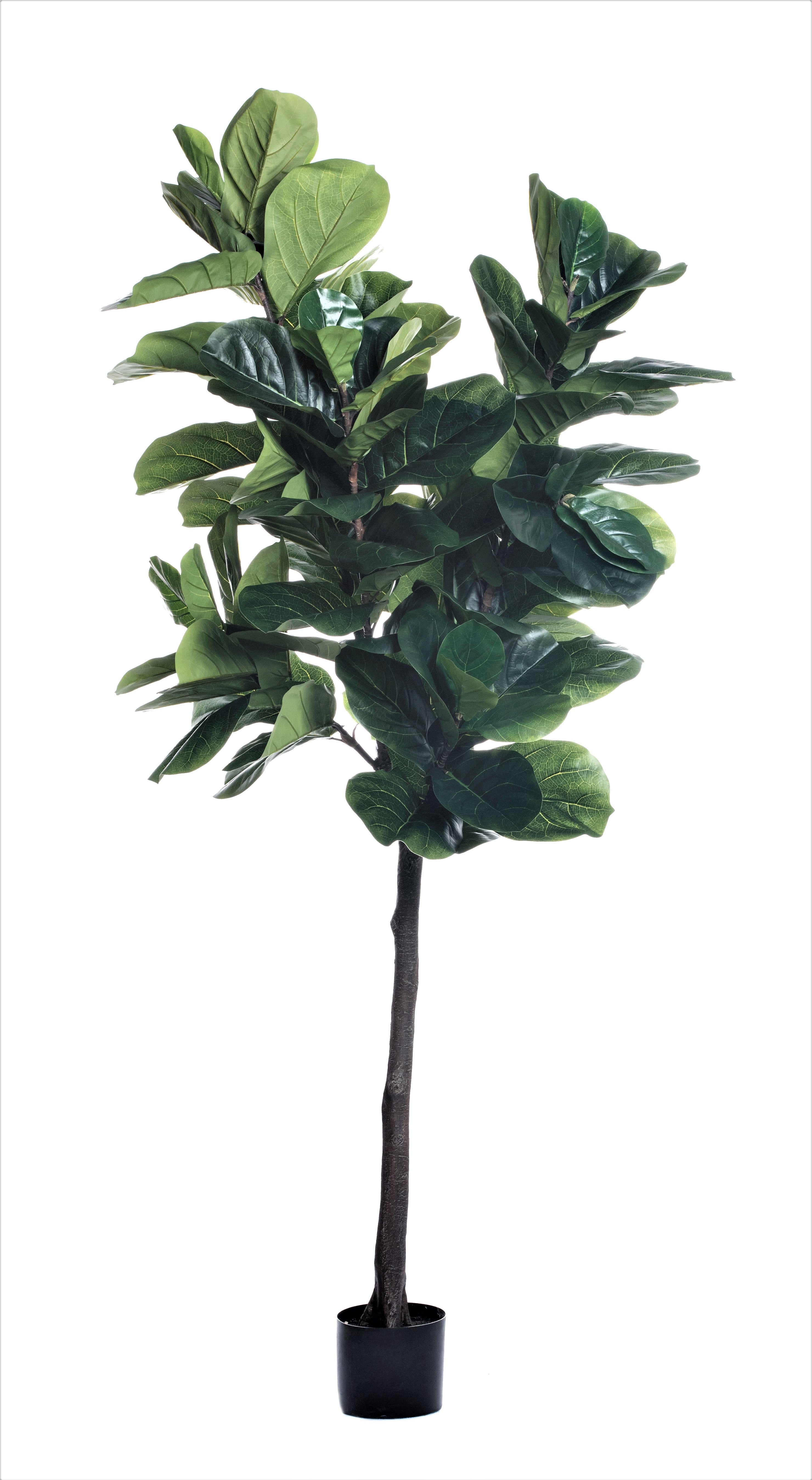 8' Fiddle Leaf Fig Tree   FP1147