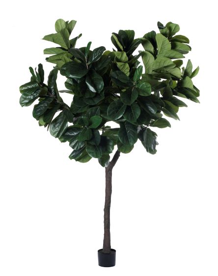 10 fiddle leaf fig 10' Fiddle Leaf Fig Tree FP1148