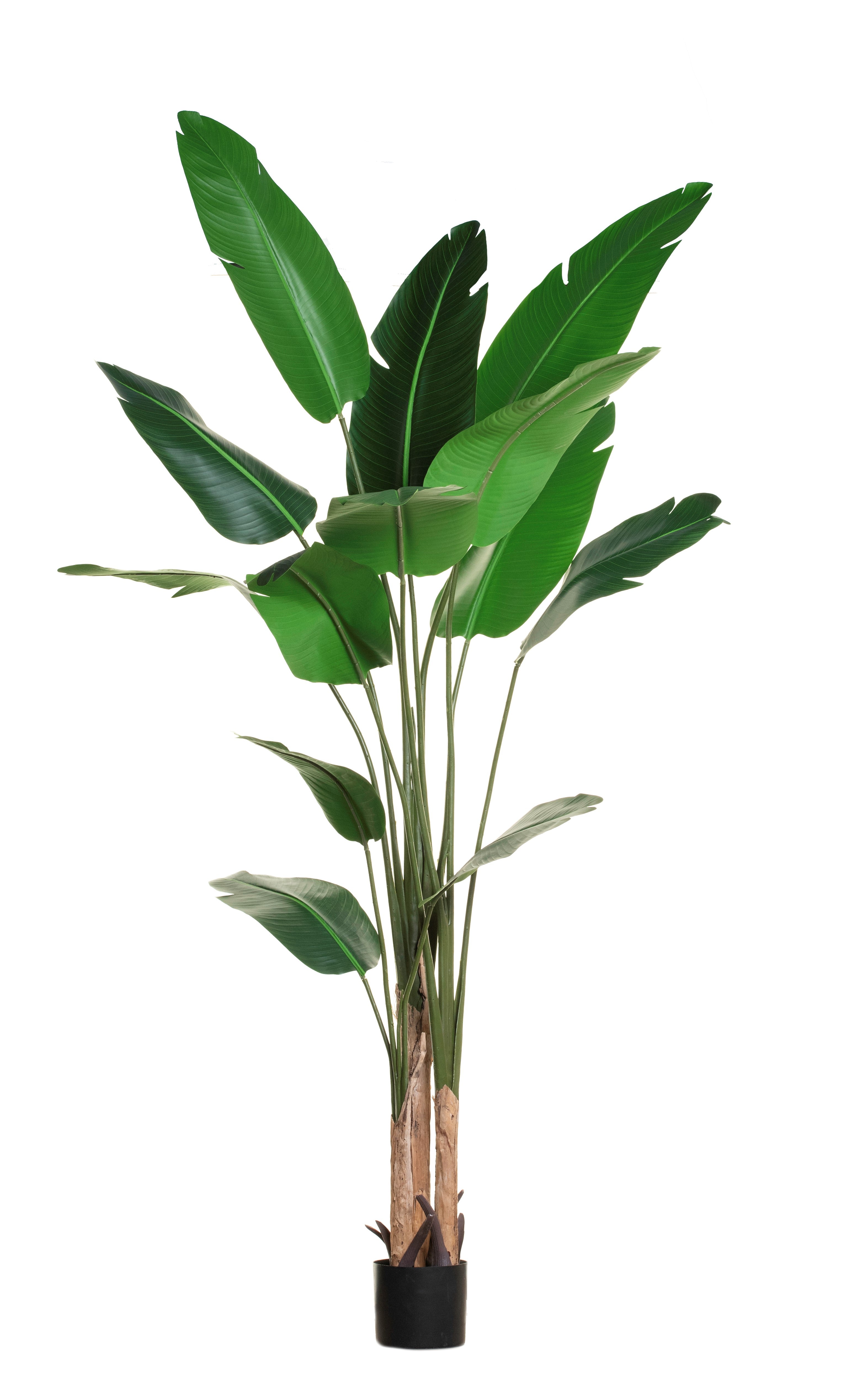 8' Bird of Paradise FP1152