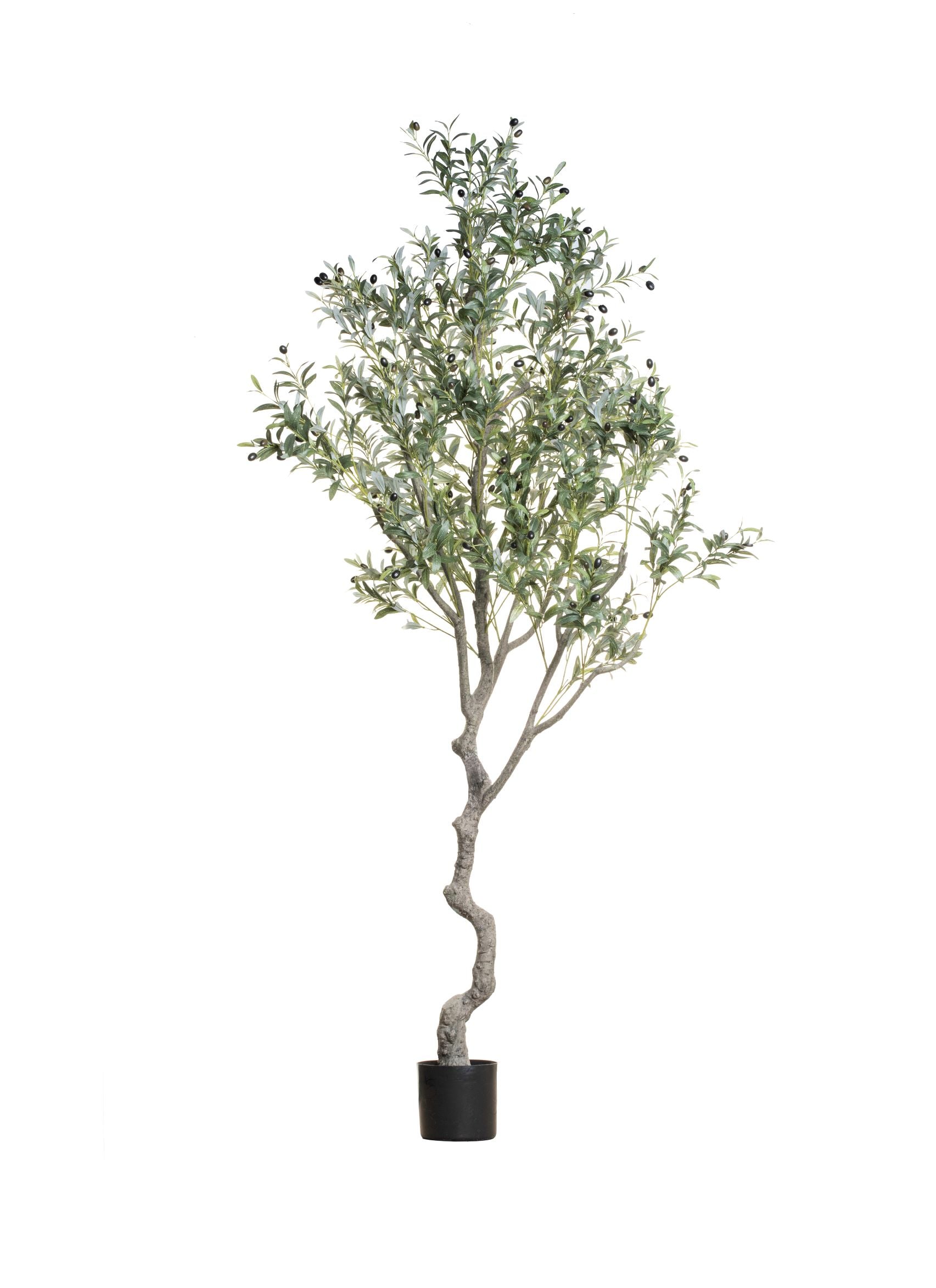 7’ Crooked Trunk Olive Tree FP1230