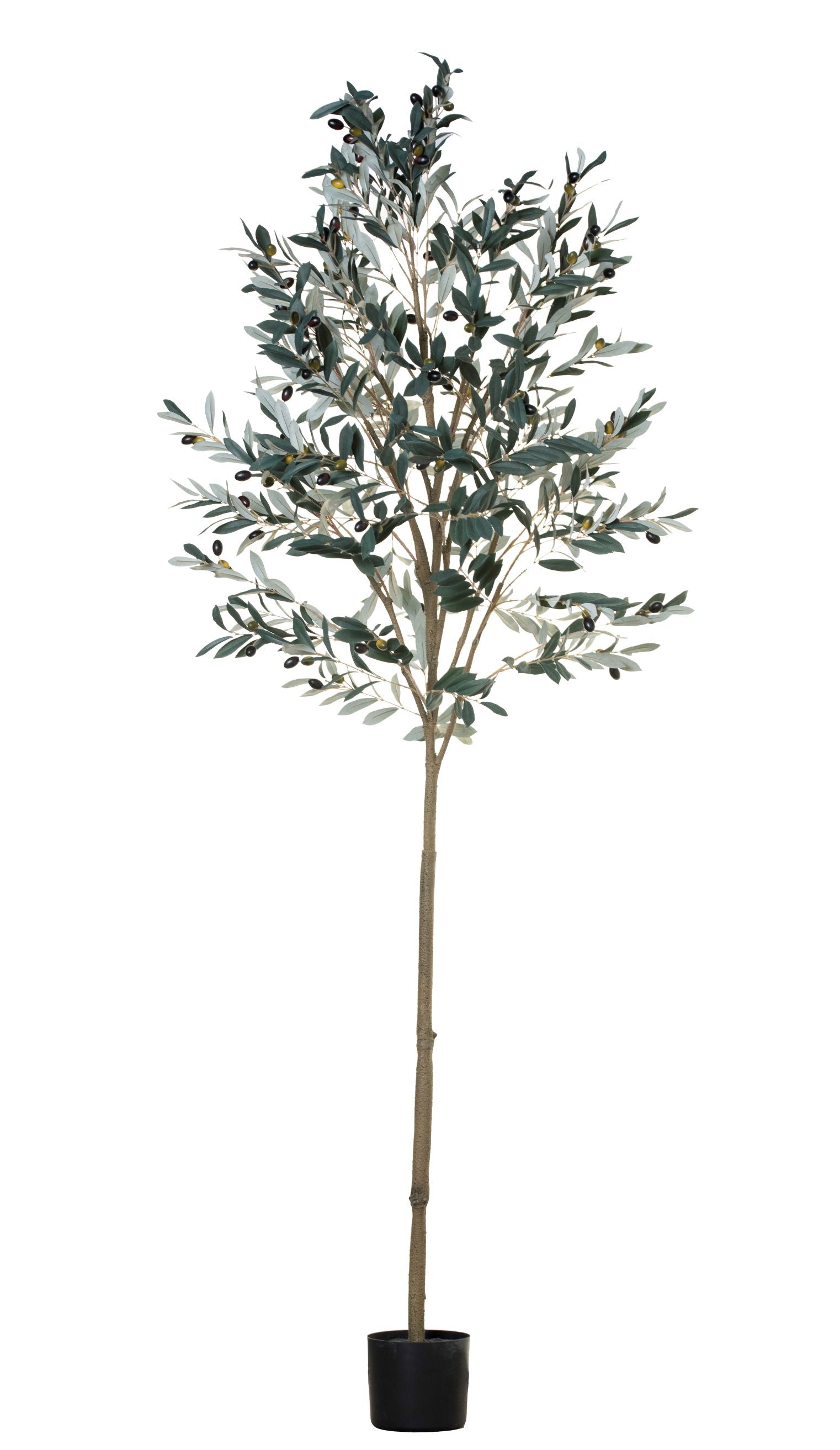 7’ Olive Tree FP1158