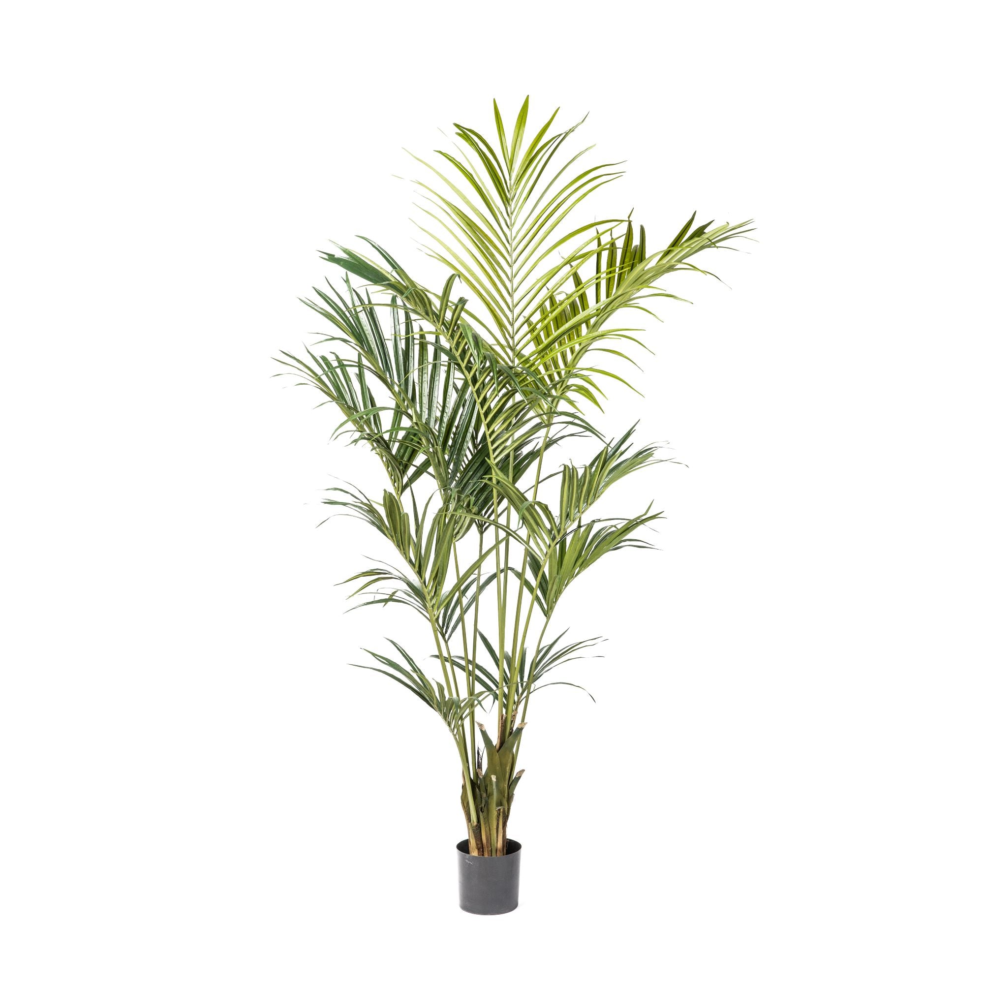 kentia palm plant 7' Kentia Palm Tree with 294 Leaves FP1172