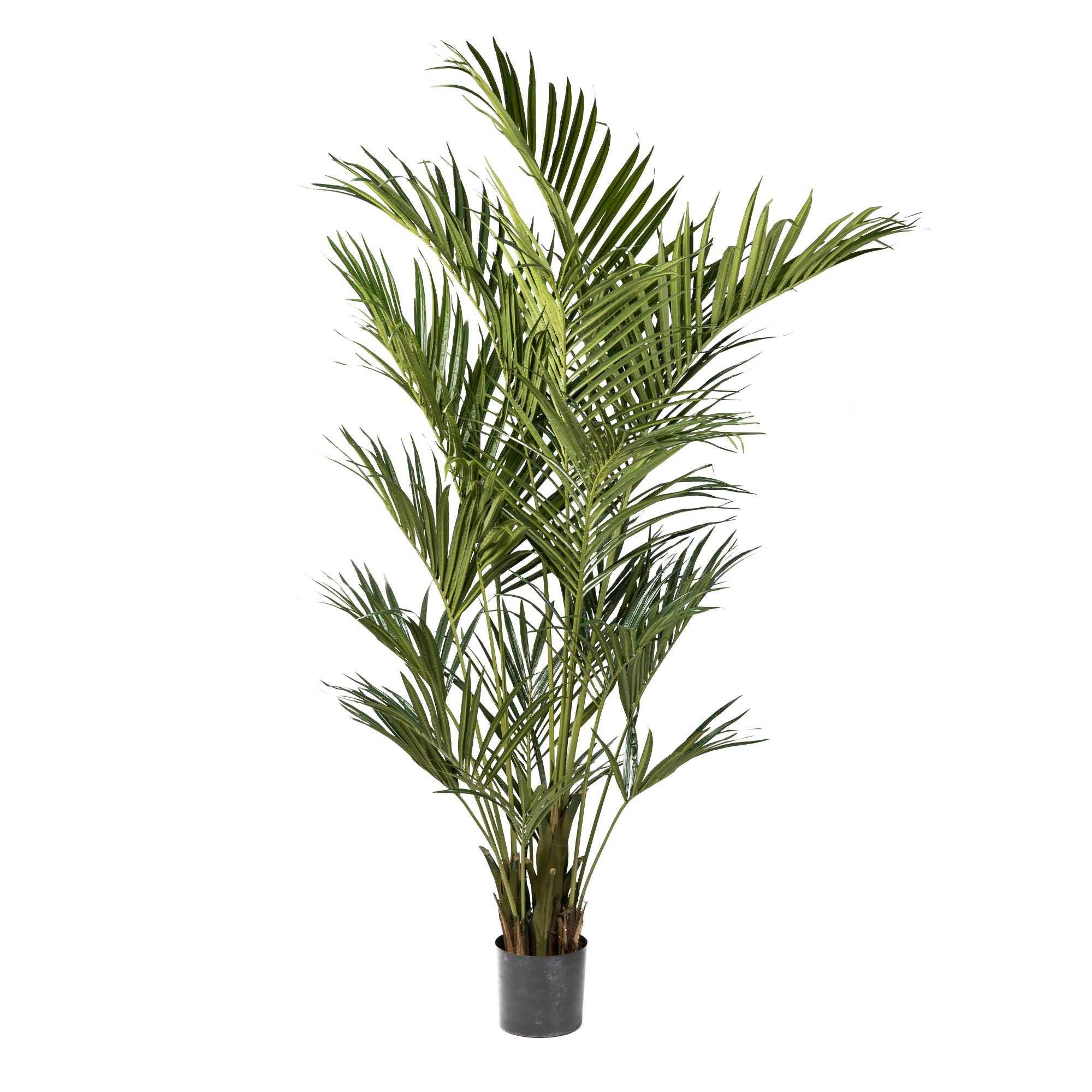 8’ Kentia Palm Tree with 486 Leaves FP1173