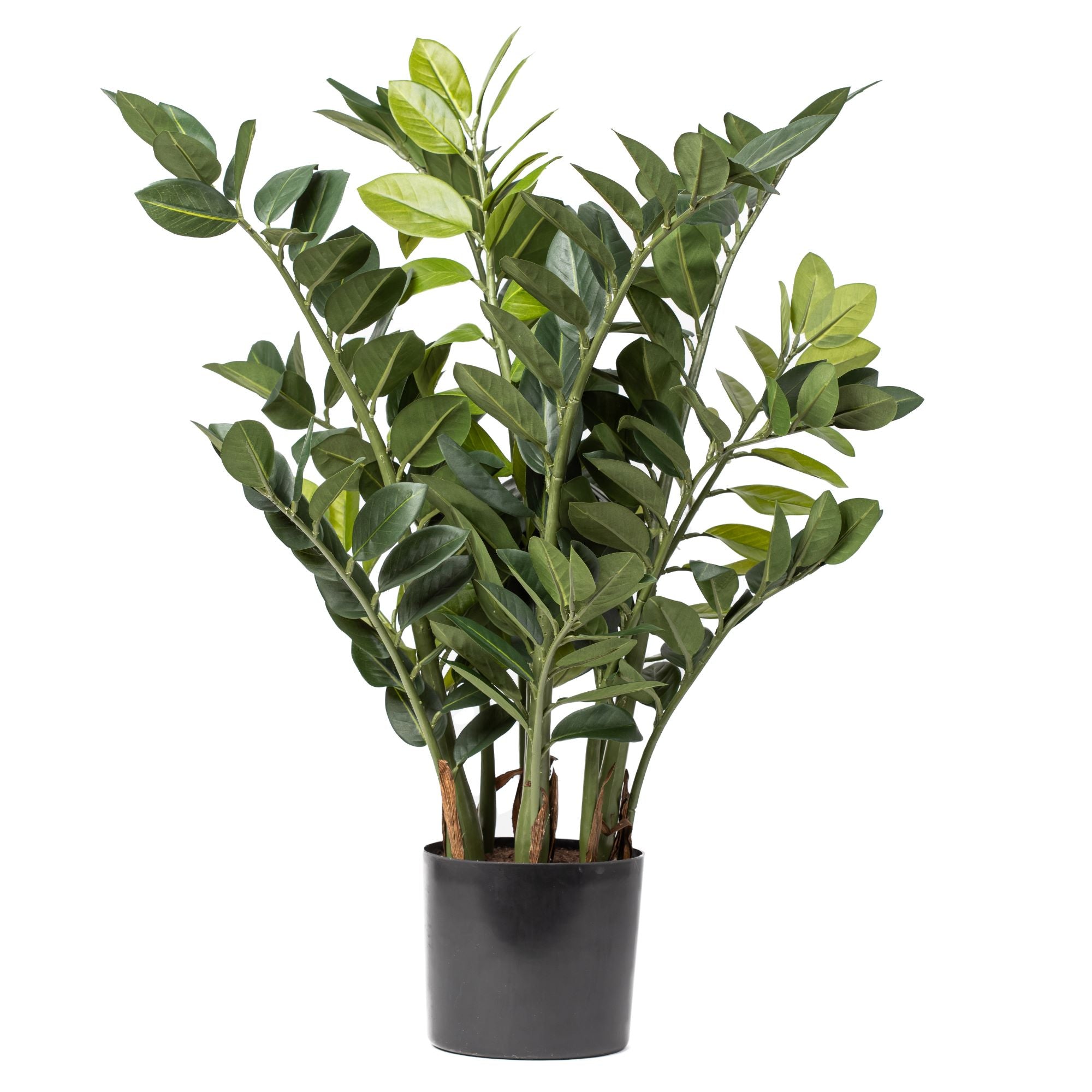 31" ZZ Plant FP1176
