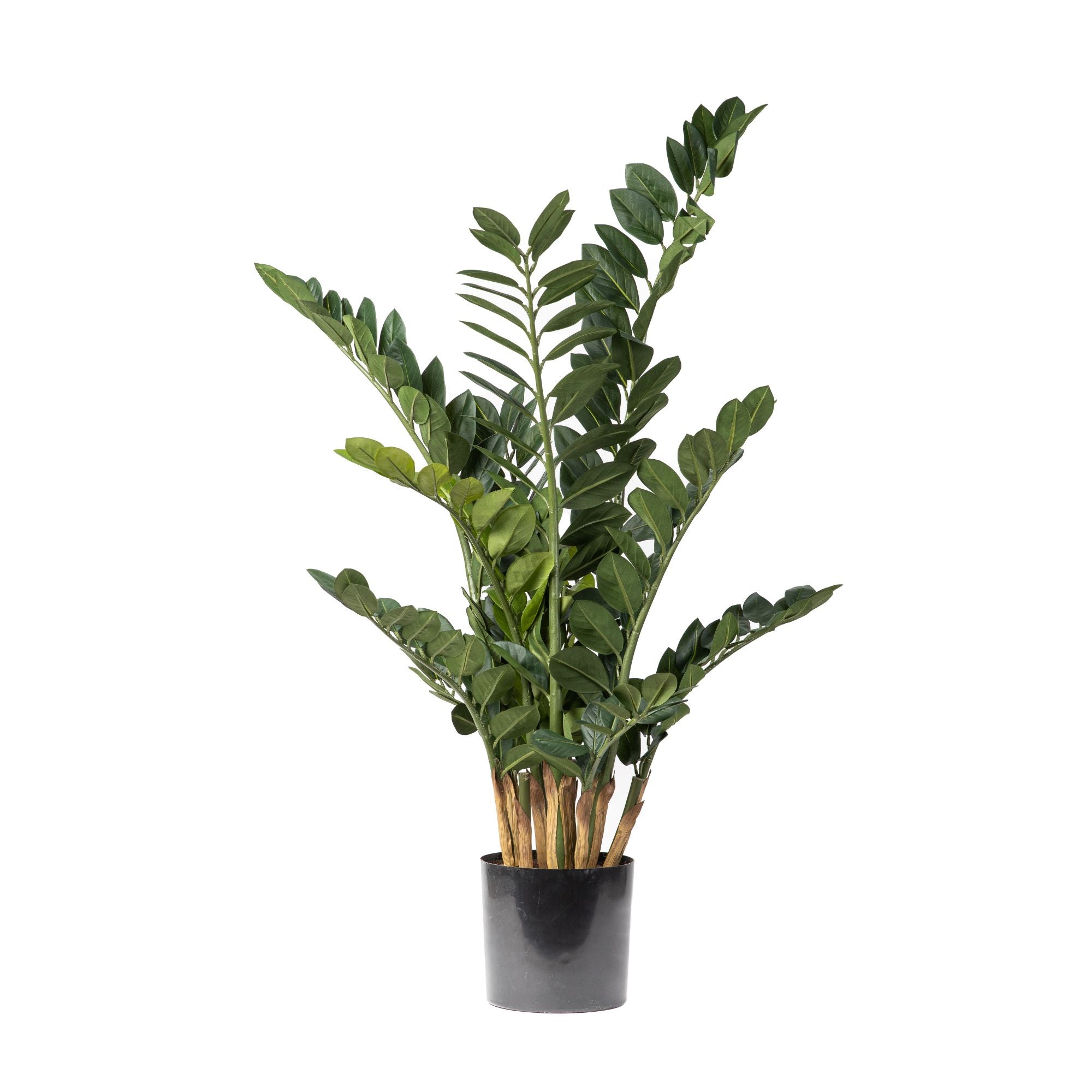 45" ZZ Plant FP1178