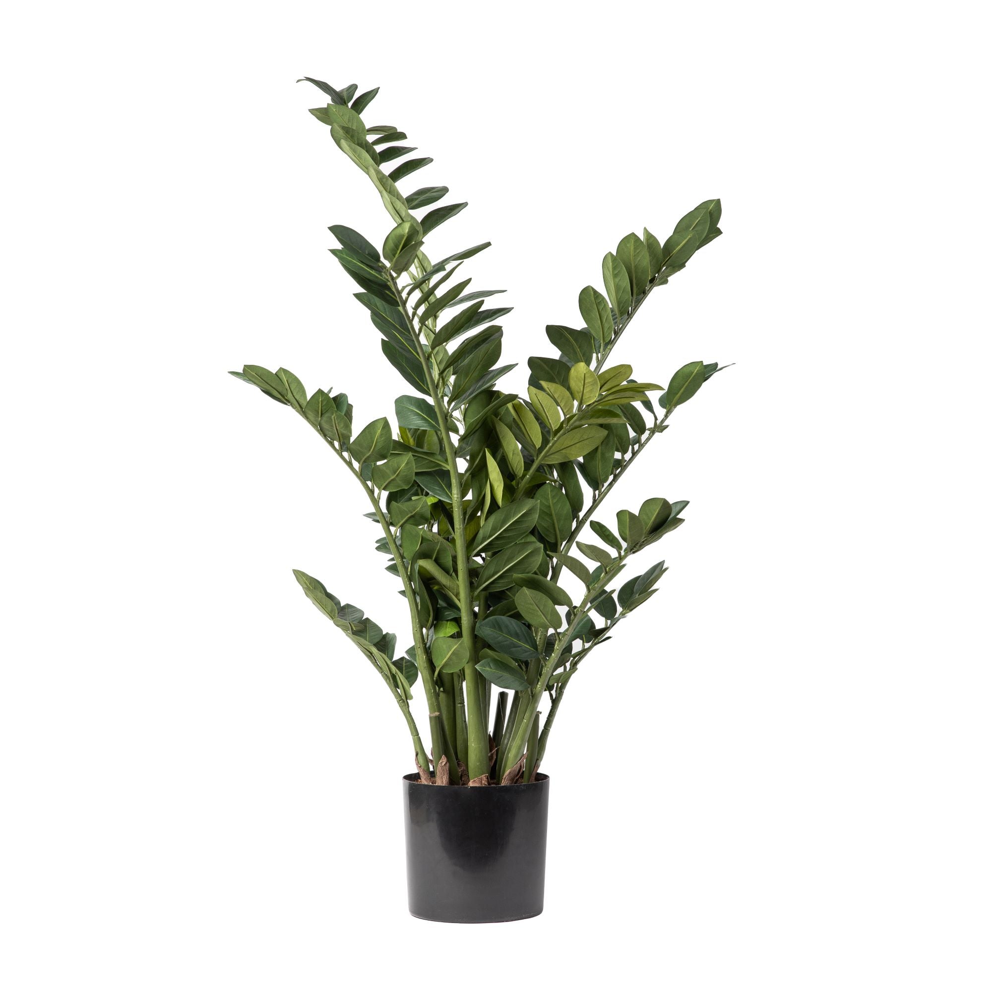 gollum jade succulent Crassula Ovata 'Gollum'