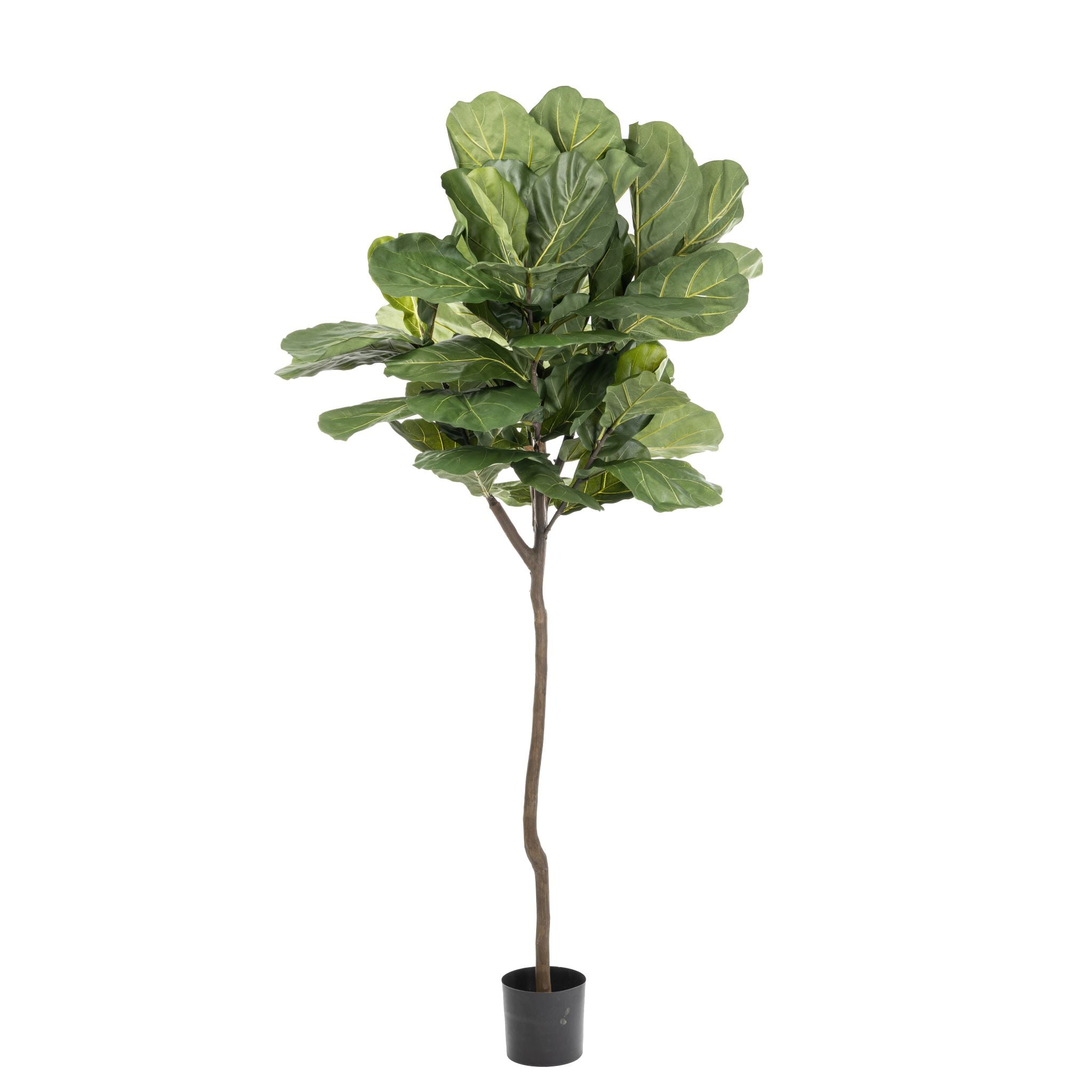 7.5' Fiddle Leaf Fig Tree w/ 62 Leaves FP1215