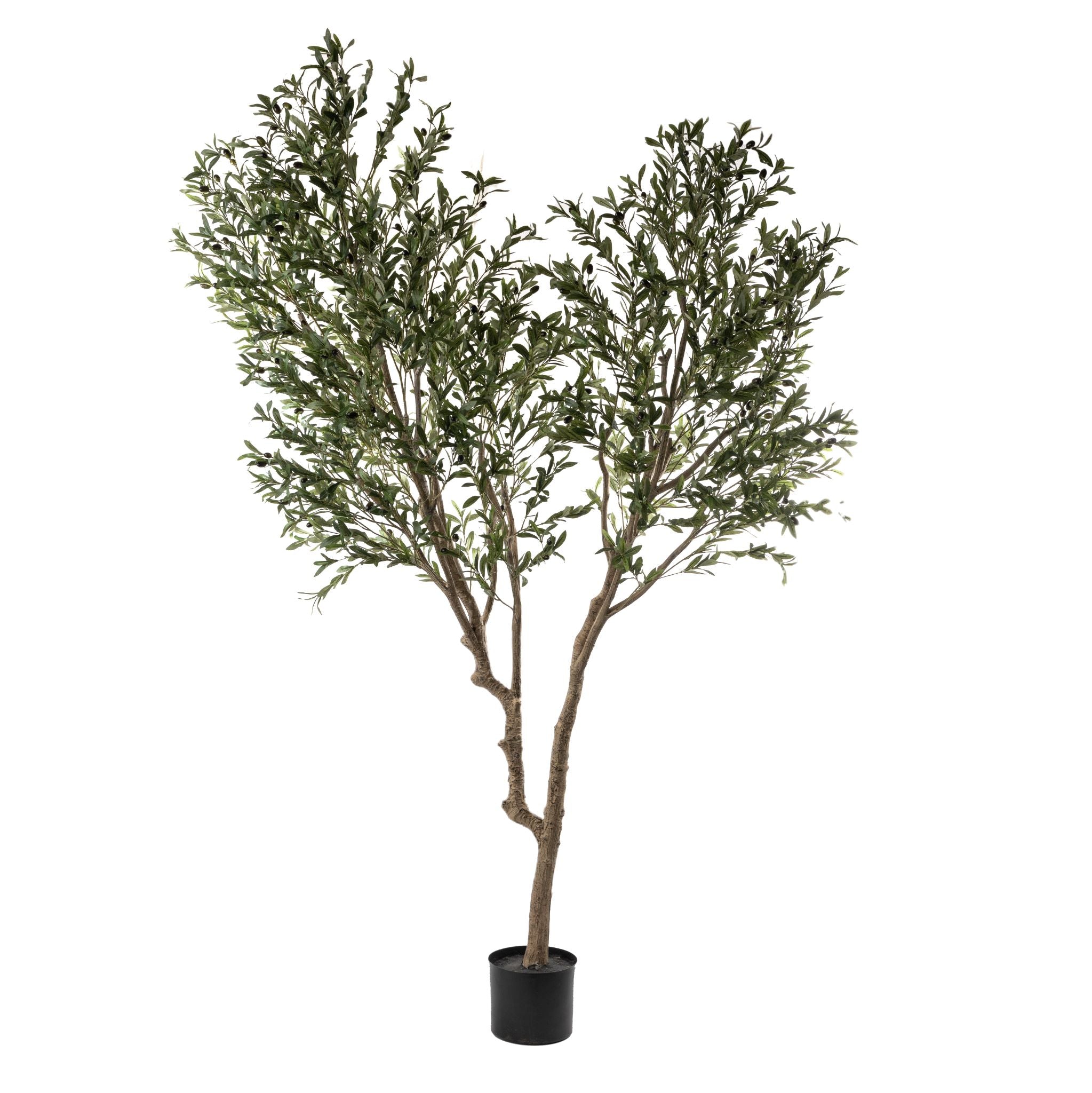 8' Olive Tree Multi Trunk XL FP1224