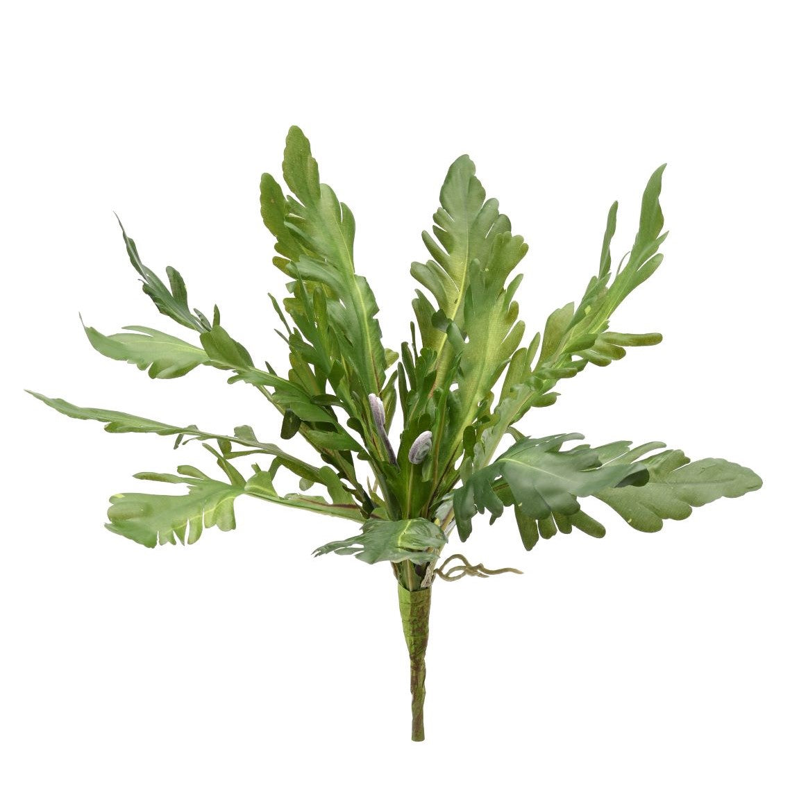 13" Birds Nest Fern FR1005