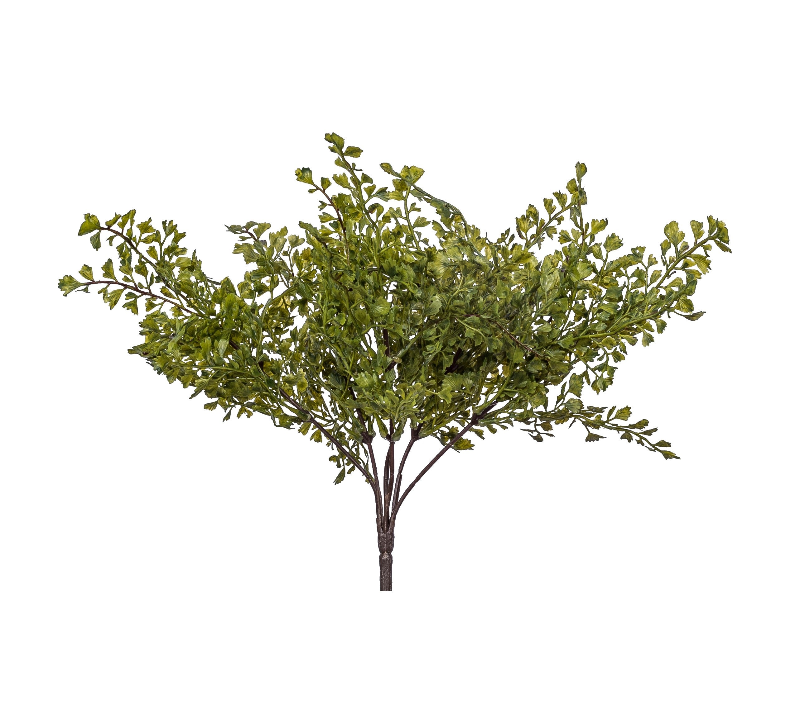13" Maidenhair Bush FR1006