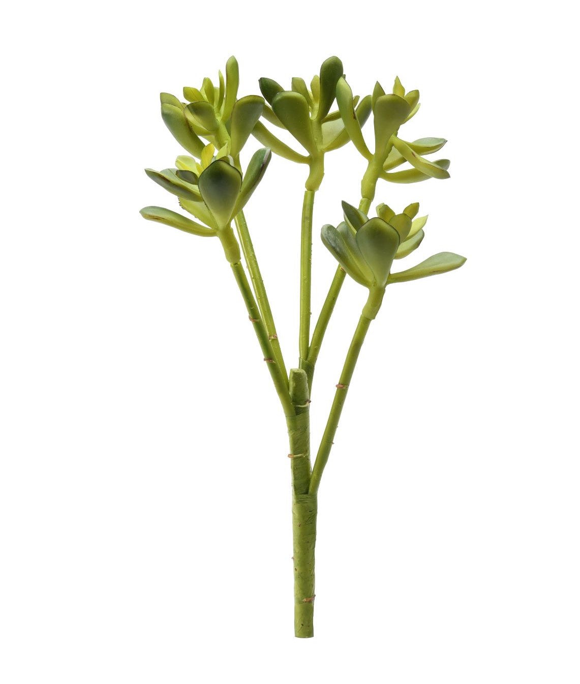 16" Aeonium Stem-5 Heads MH1014