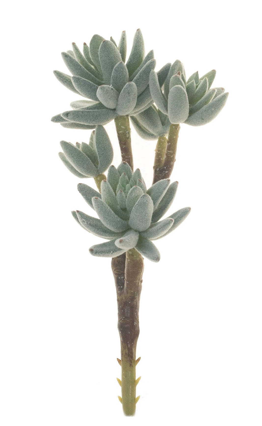 8" Succulent Stem- 5 Head Flocked MH1022