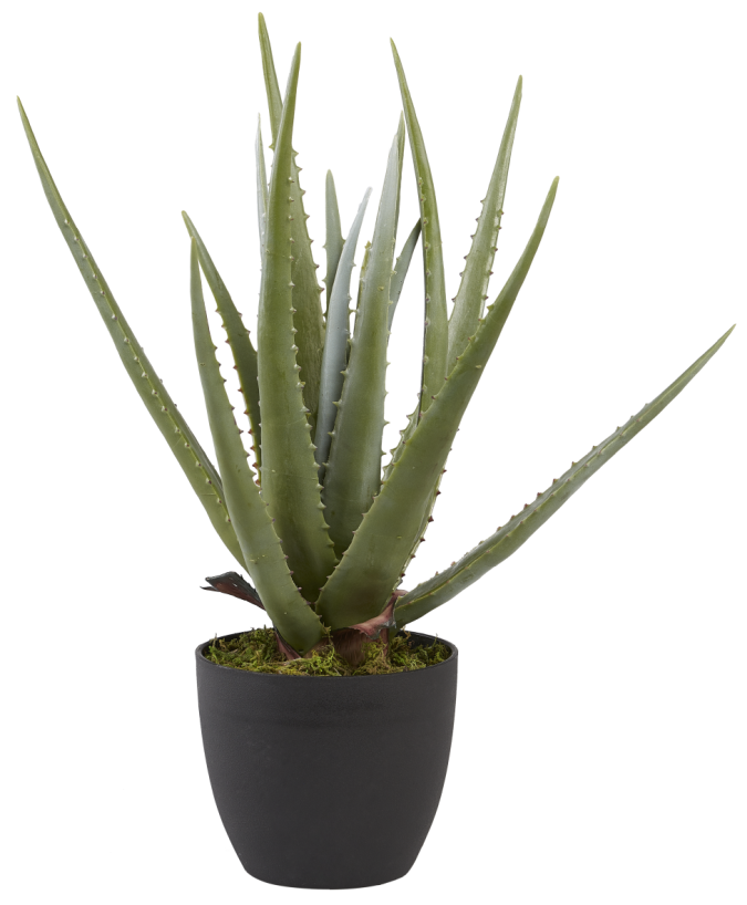 17" Potted Aloe Plant PP1007