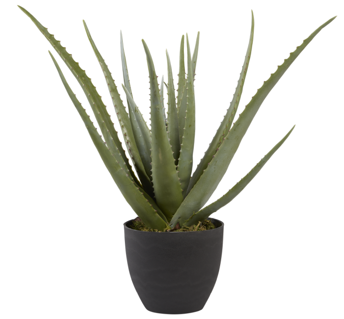 2' Potted Aloe Plant PP1008