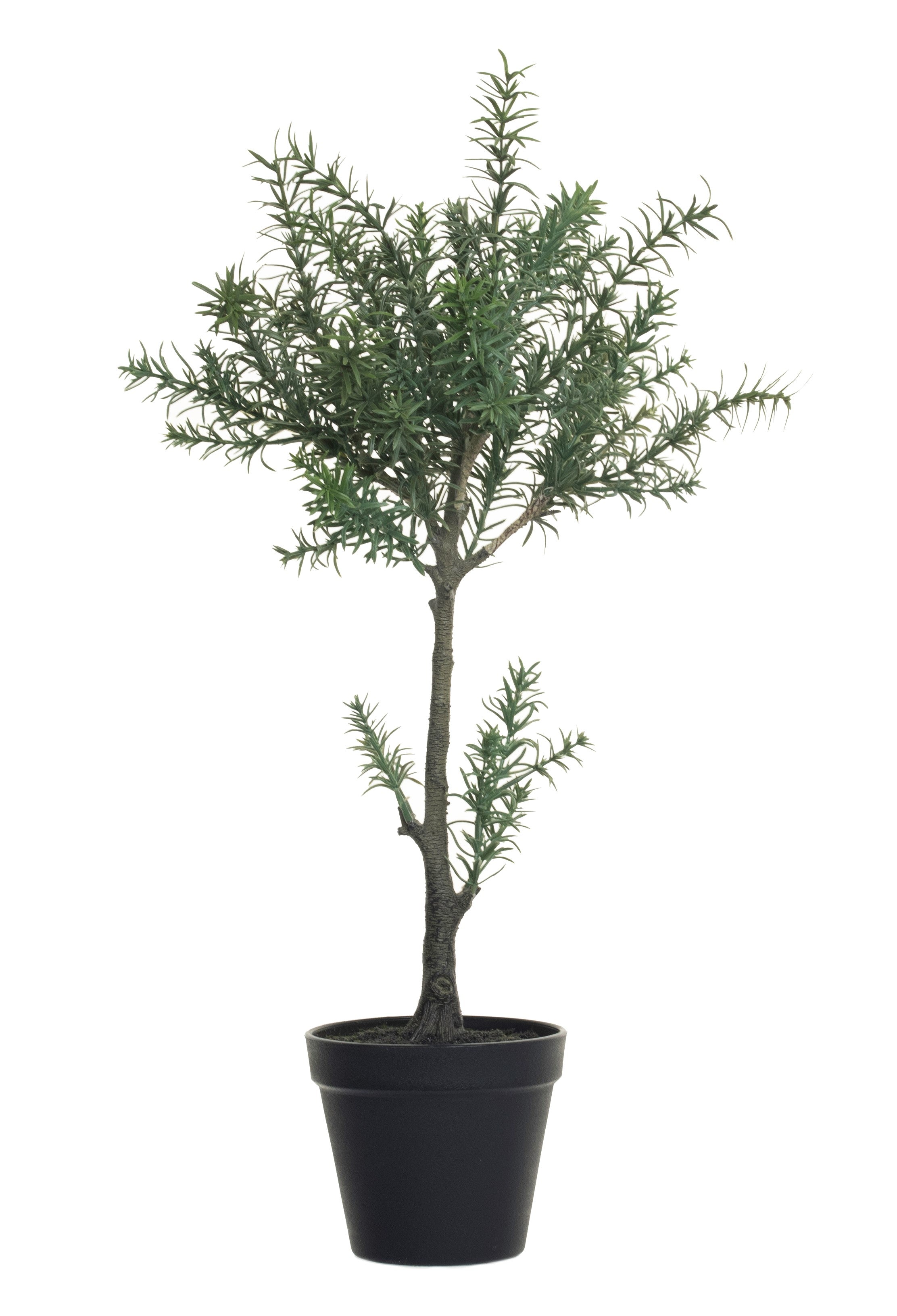 21" Potted Rosemary PP1019