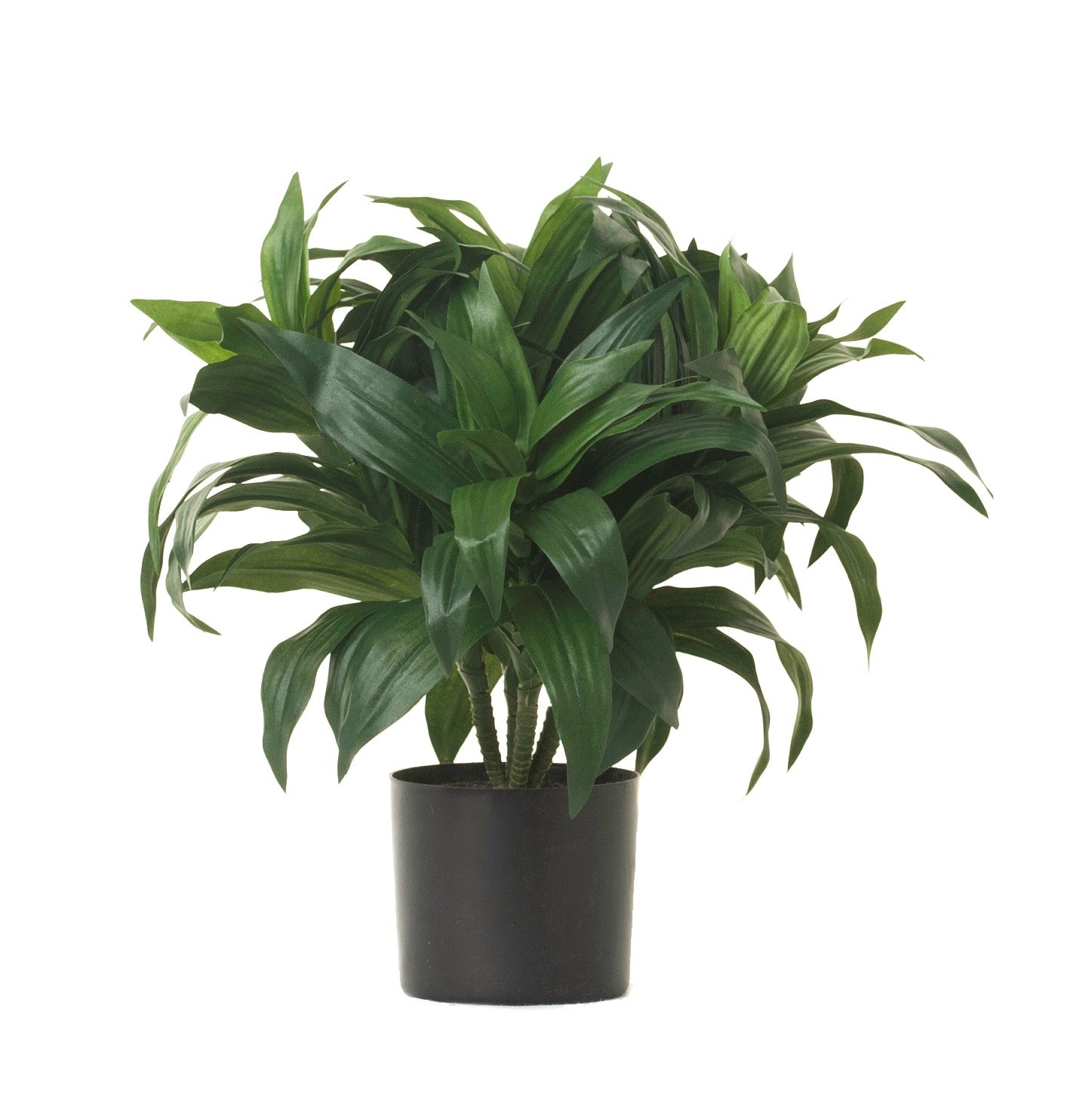 14" Potted Dracaena Bush PP1025