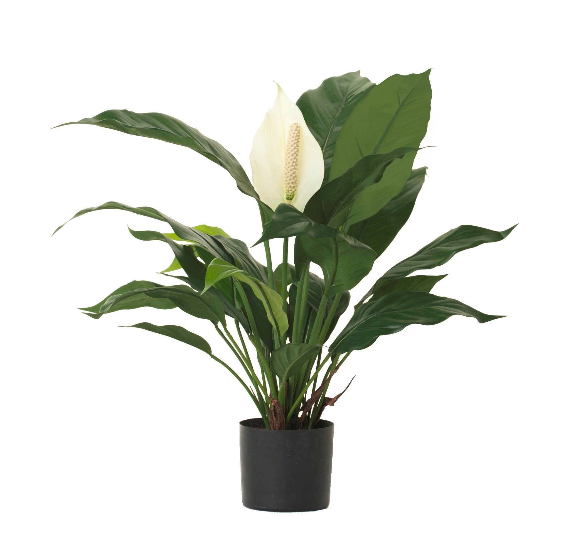 24" Potted Spathiphyllum Bush PP1026