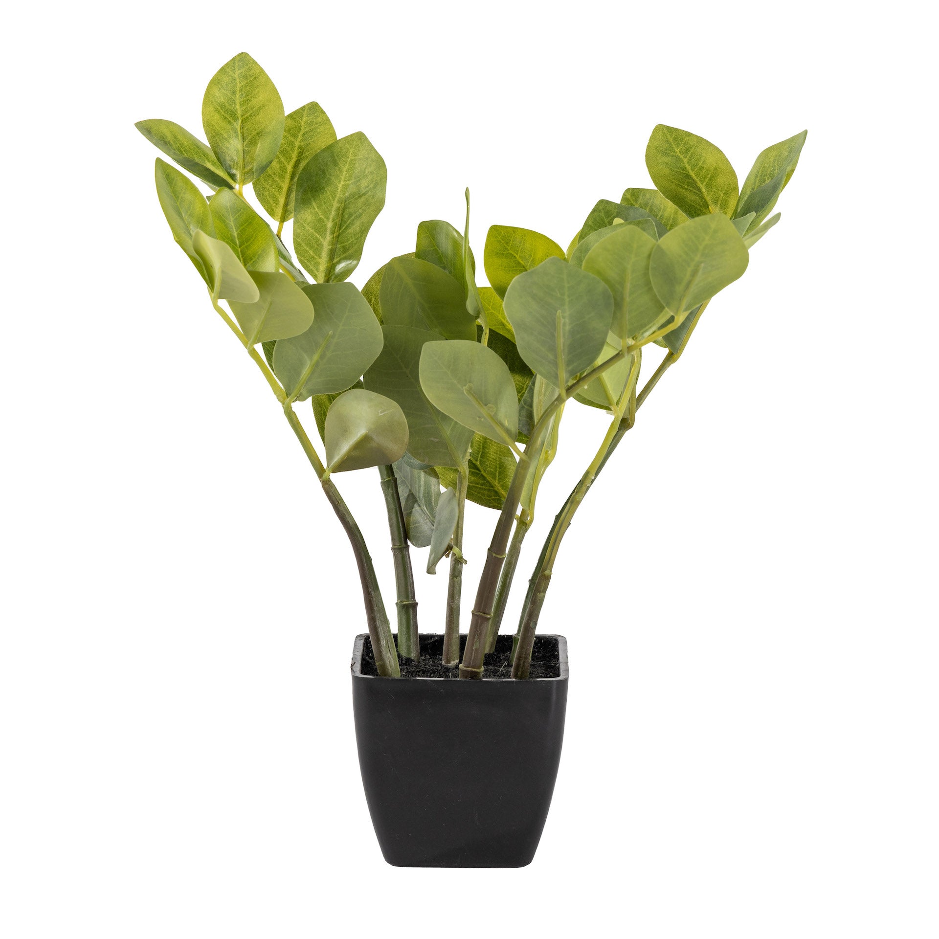 13" Potted ZZ Plant PP1042