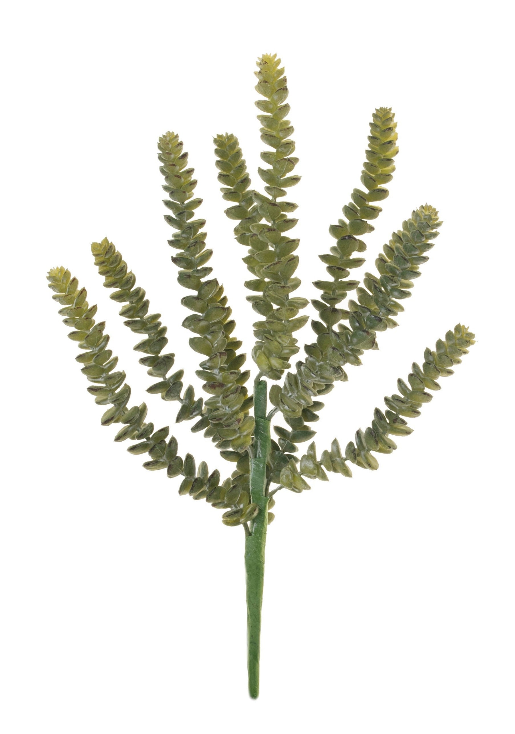 13" Sedum Bush SE1019