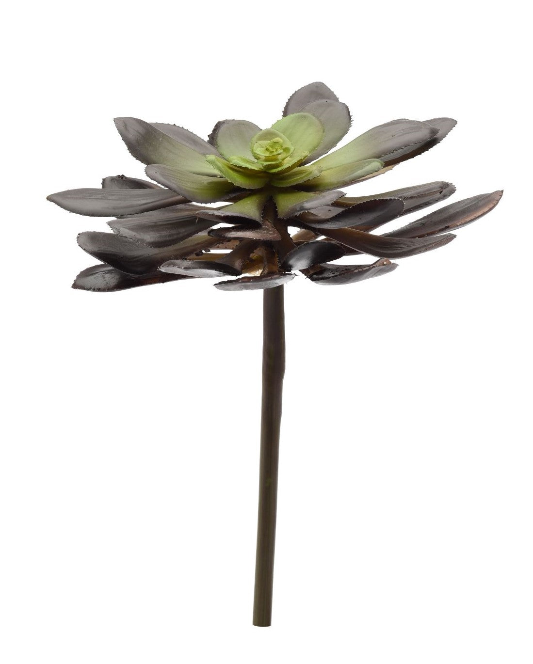 13" Echeveria Stem-Coffee SF1033
