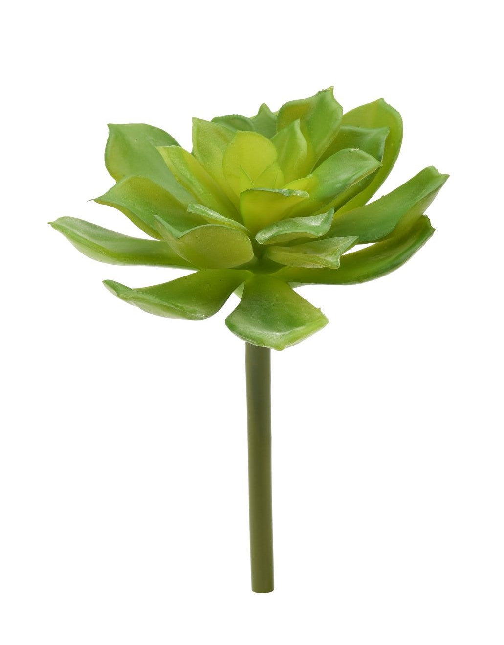 11" Echeveria Stem     SF1034